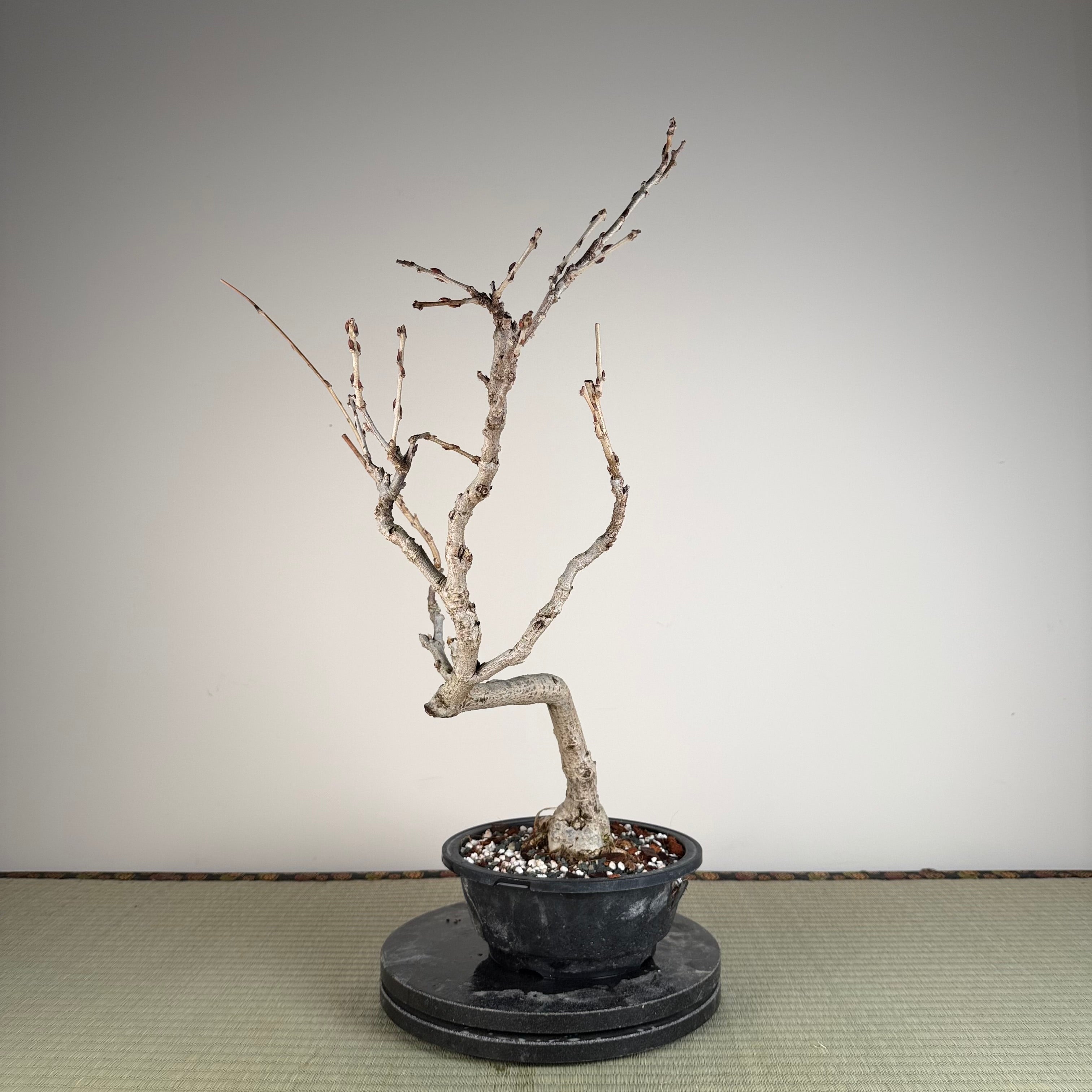 Glycine floribunda