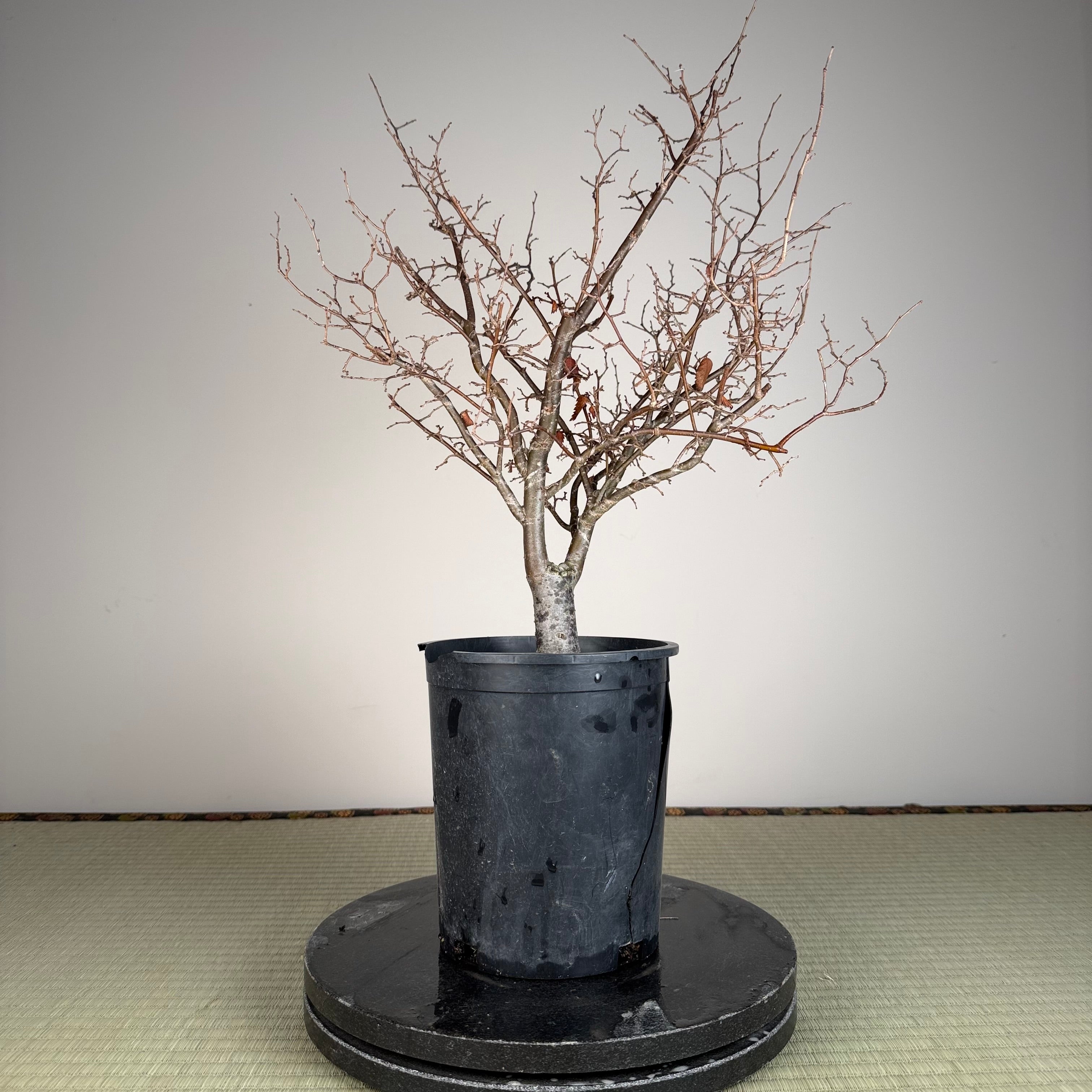 Zelkova serrata