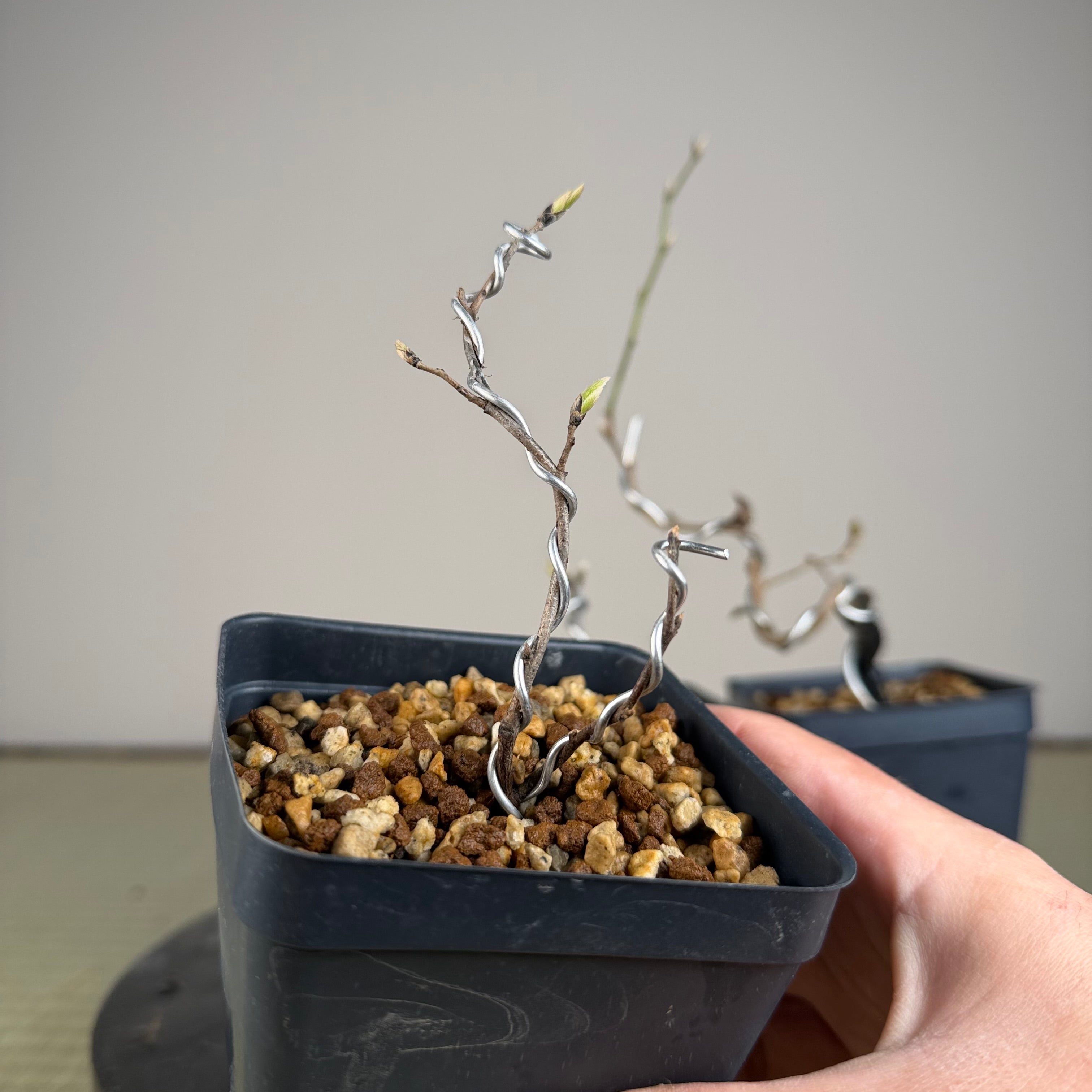 Diospyros rhombifolia (root cutting) 'Beniwakamaru'