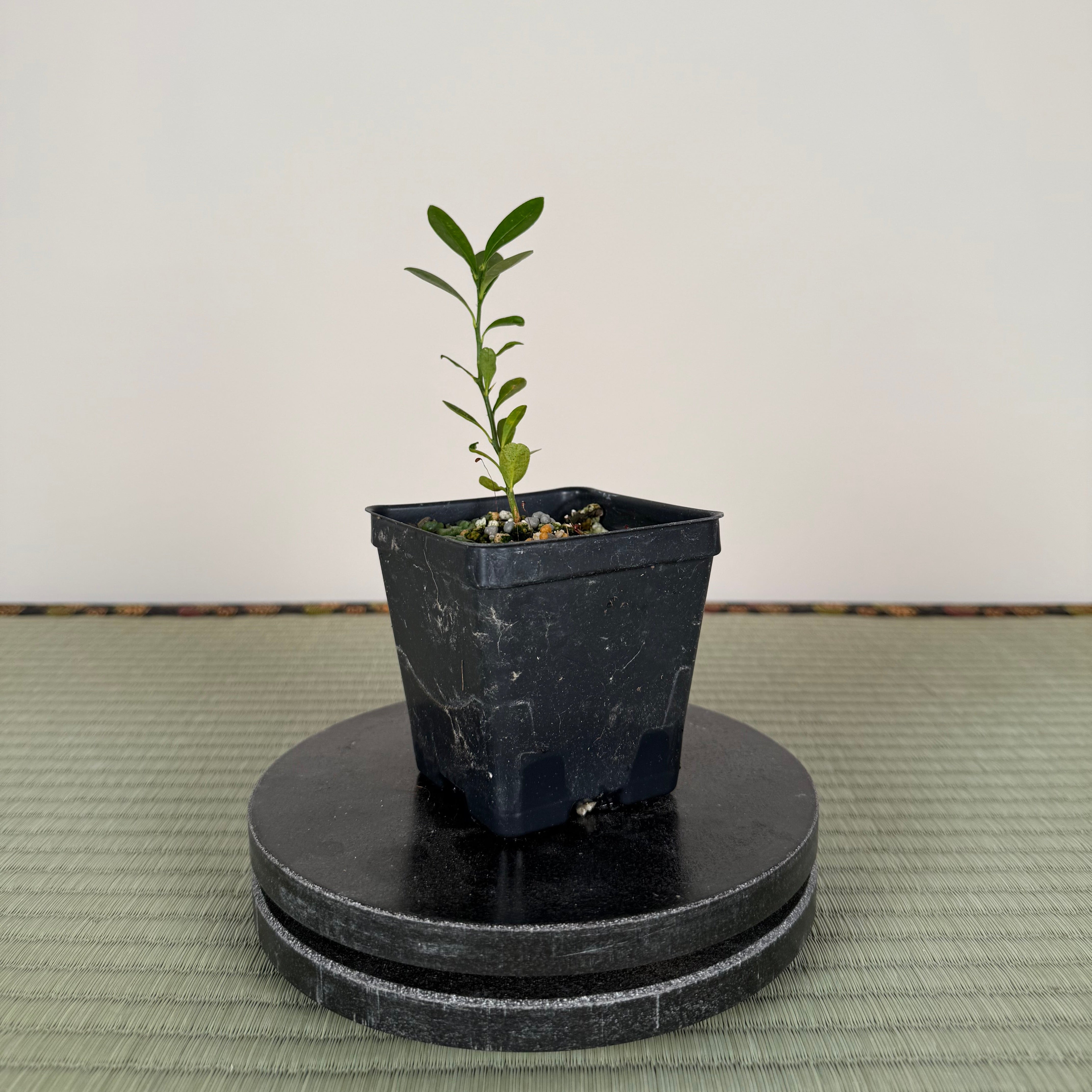 HONG KONG KUMQUAT