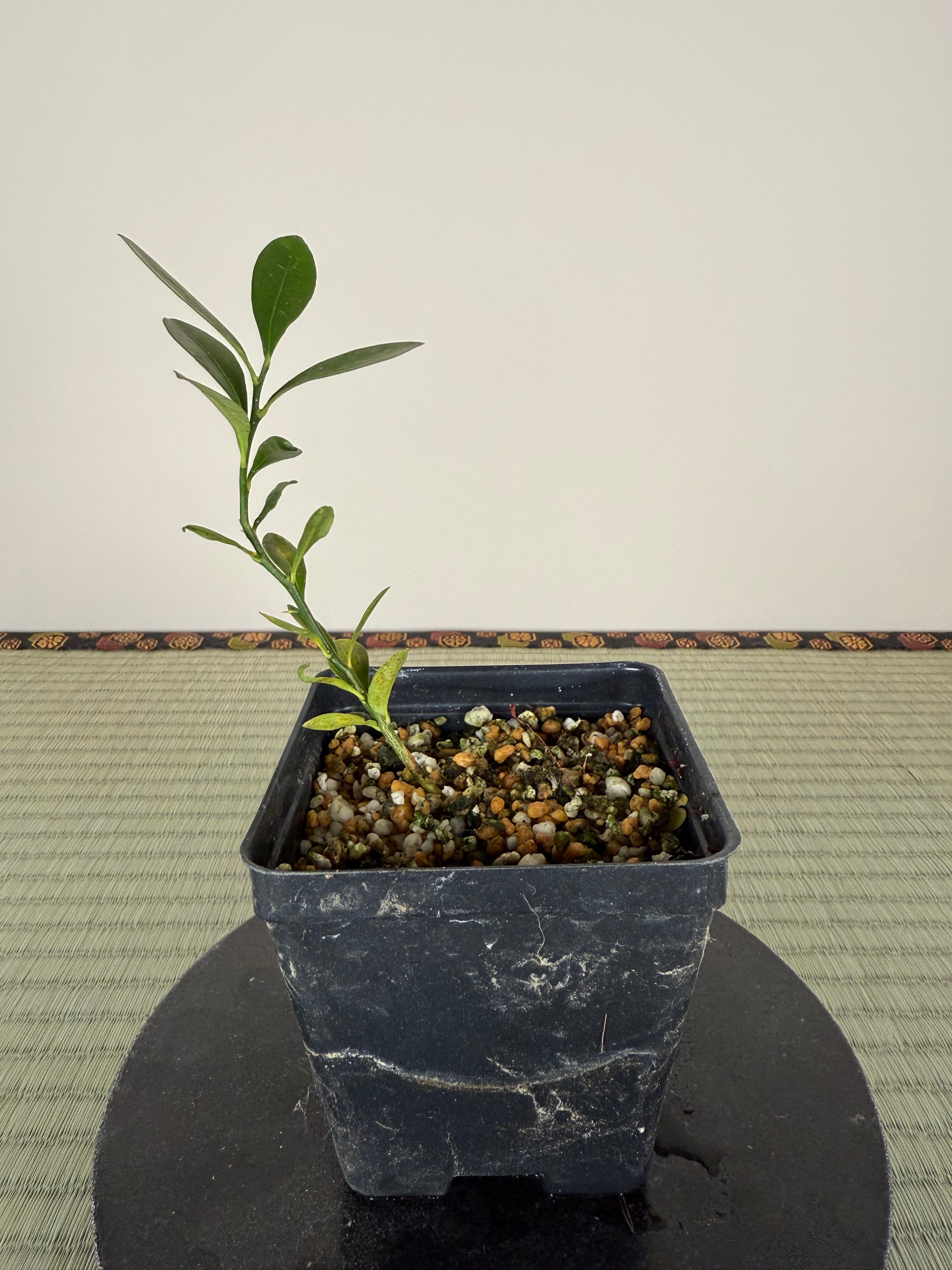HONG KONG KUMQUAT