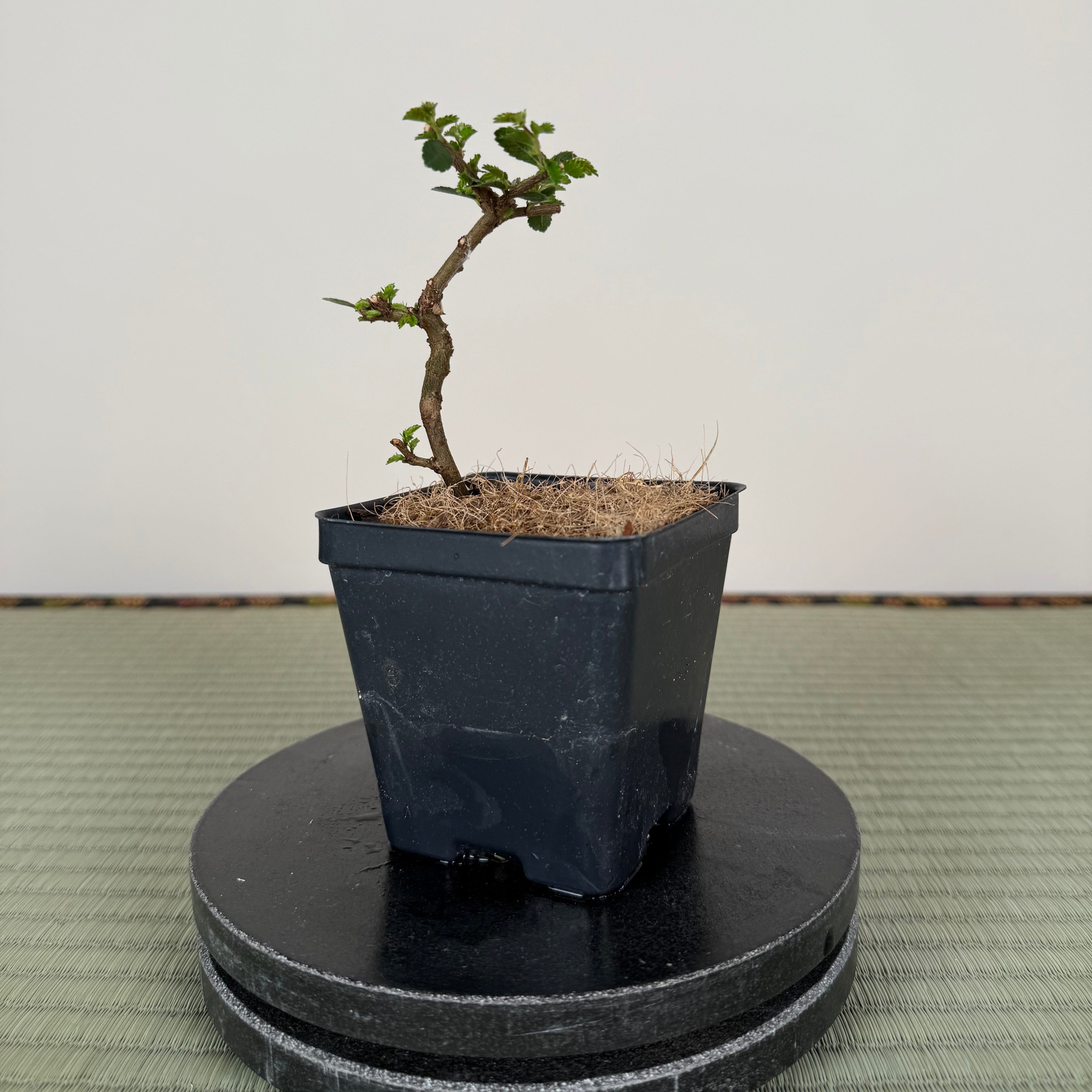 CHINESE ELM
