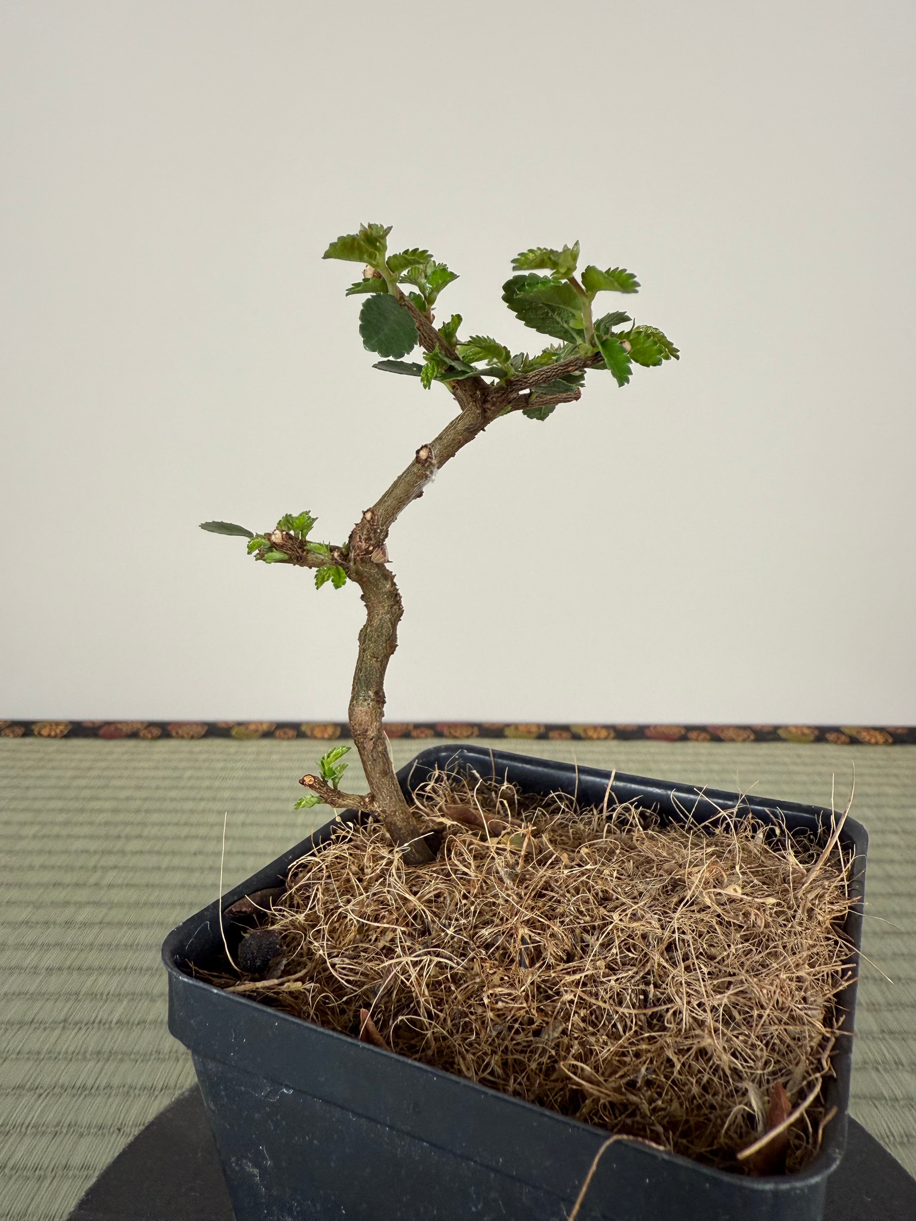 CHINESE ELM