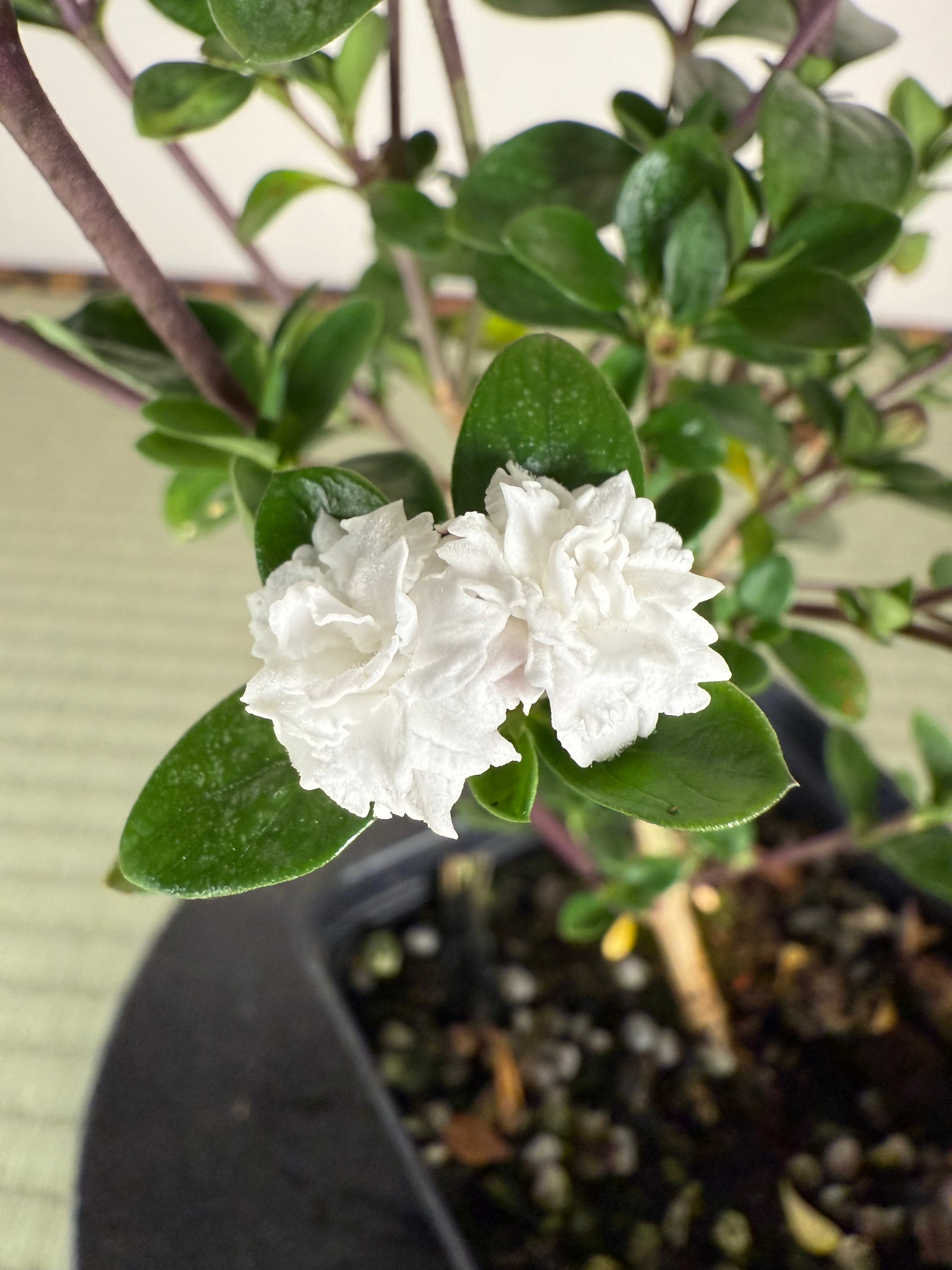 SNOW ROSE