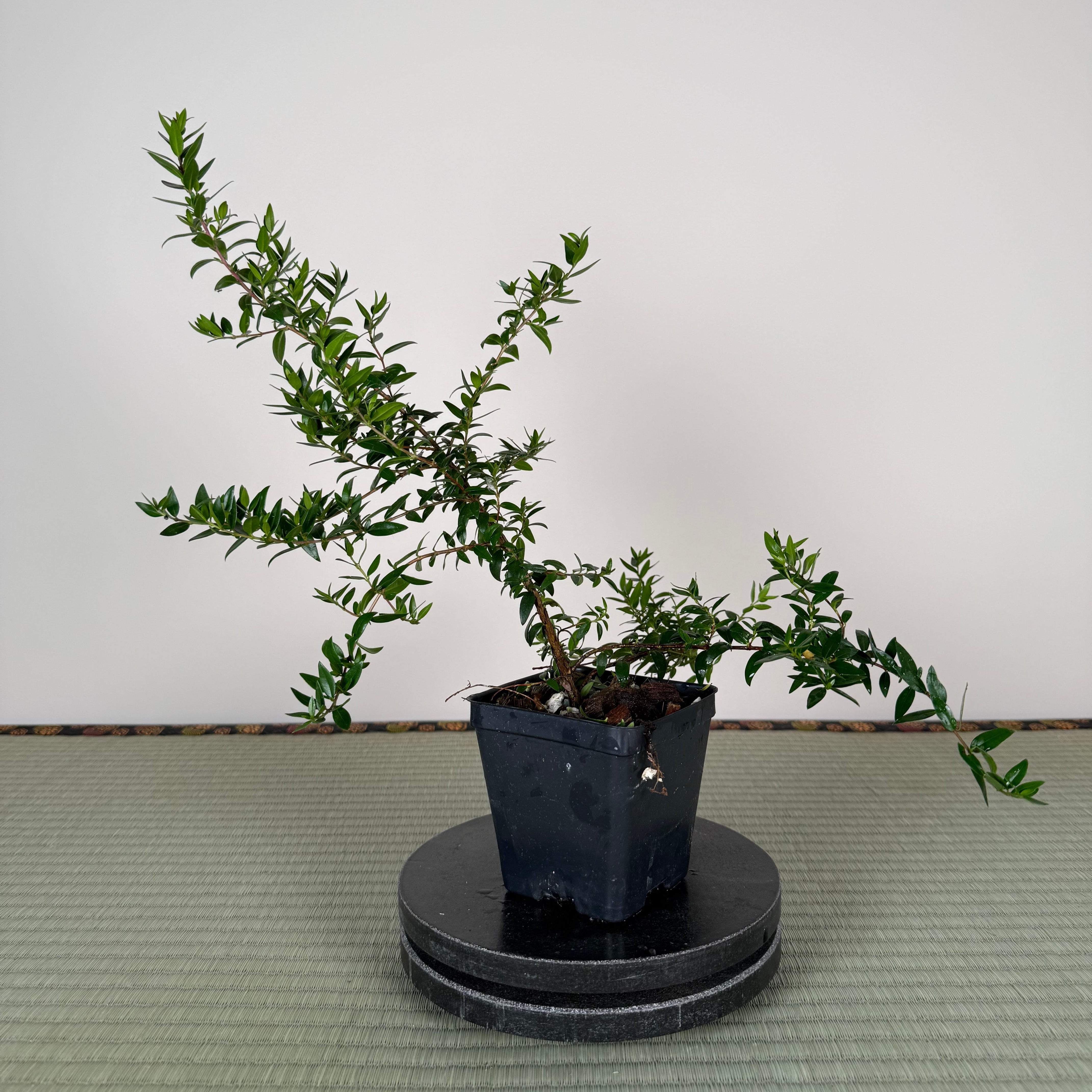 MYRTLE