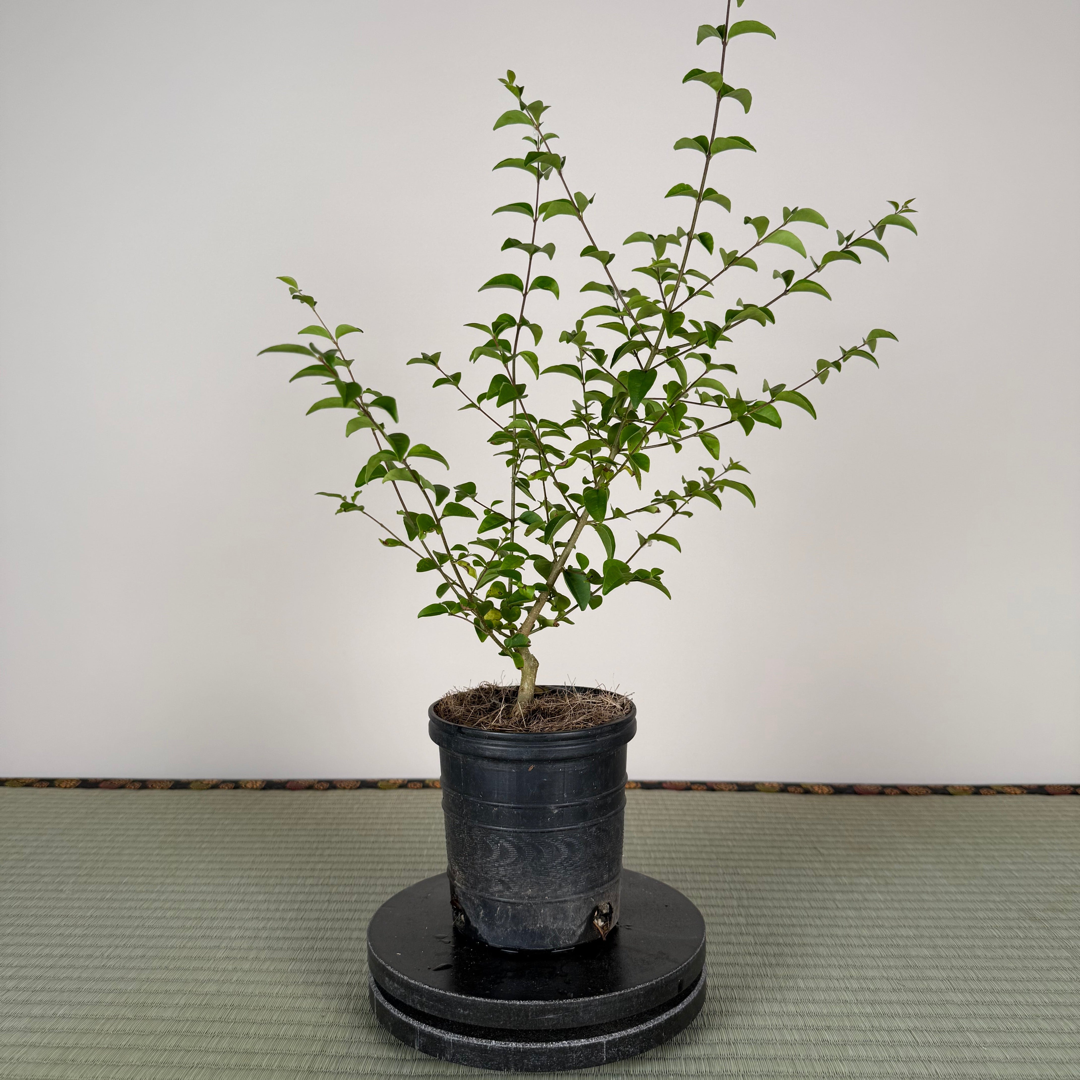 CHINESE PRIVET