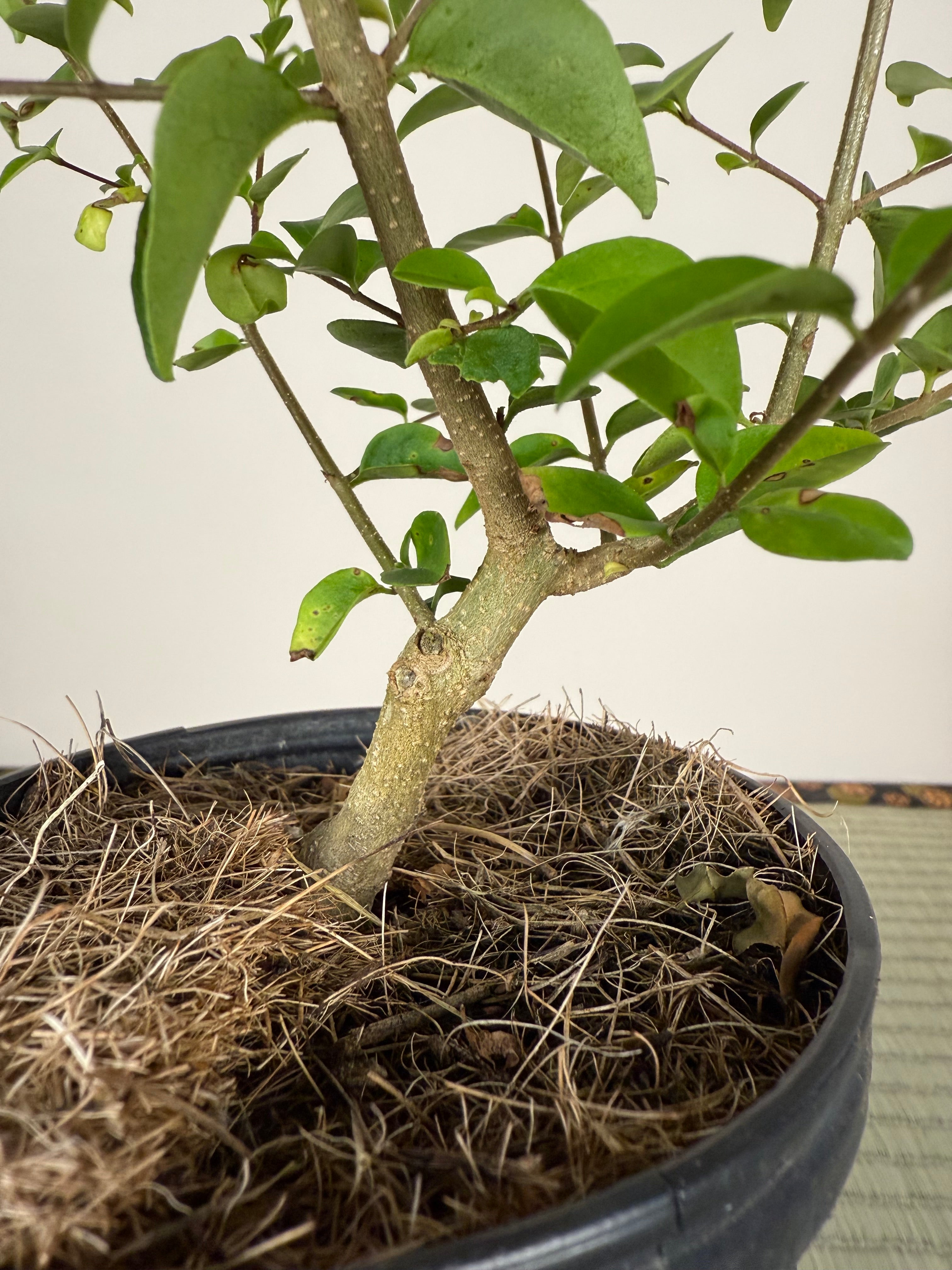 CHINESE PRIVET