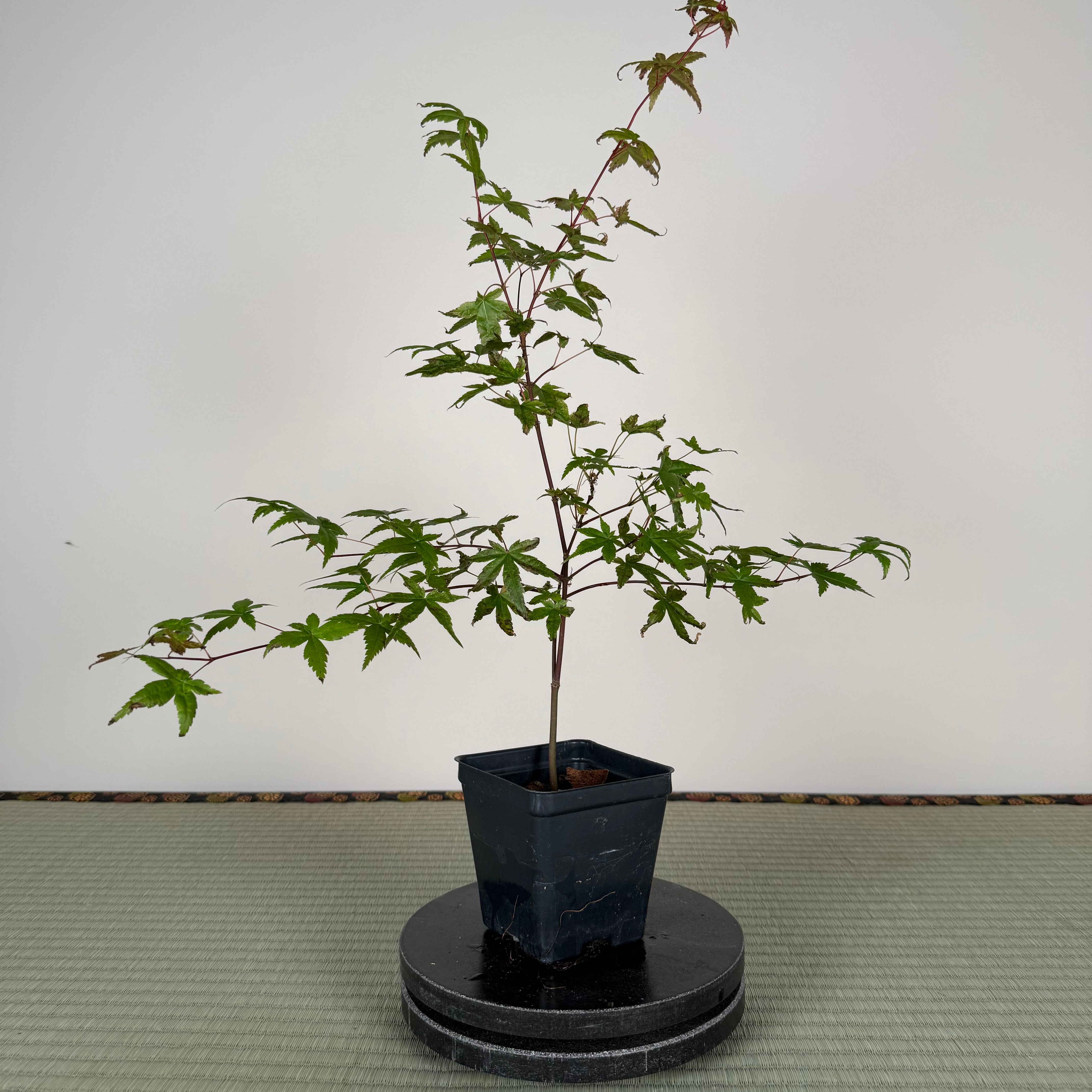 JAPANESE MAPLE