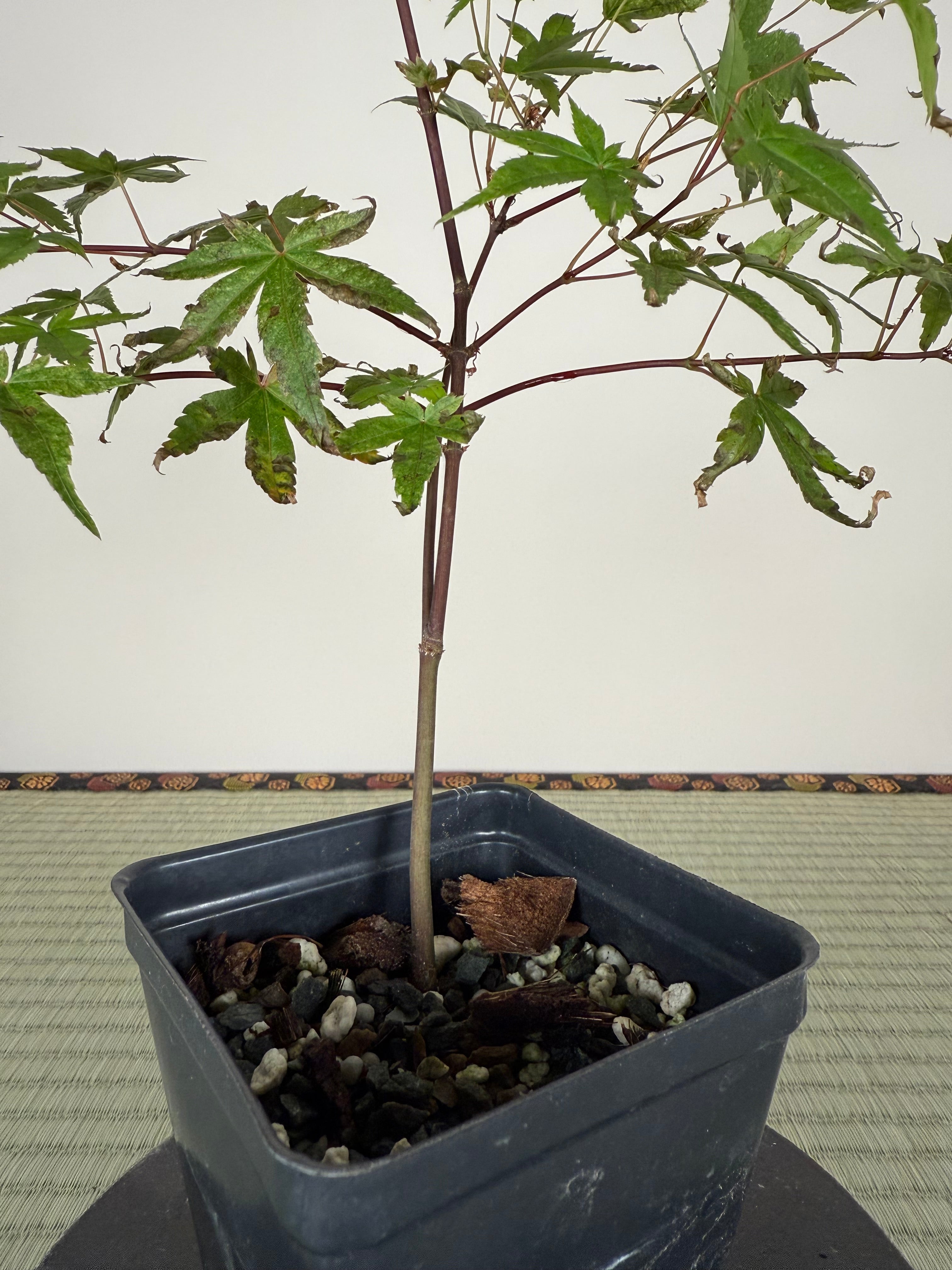 JAPANESE MAPLE