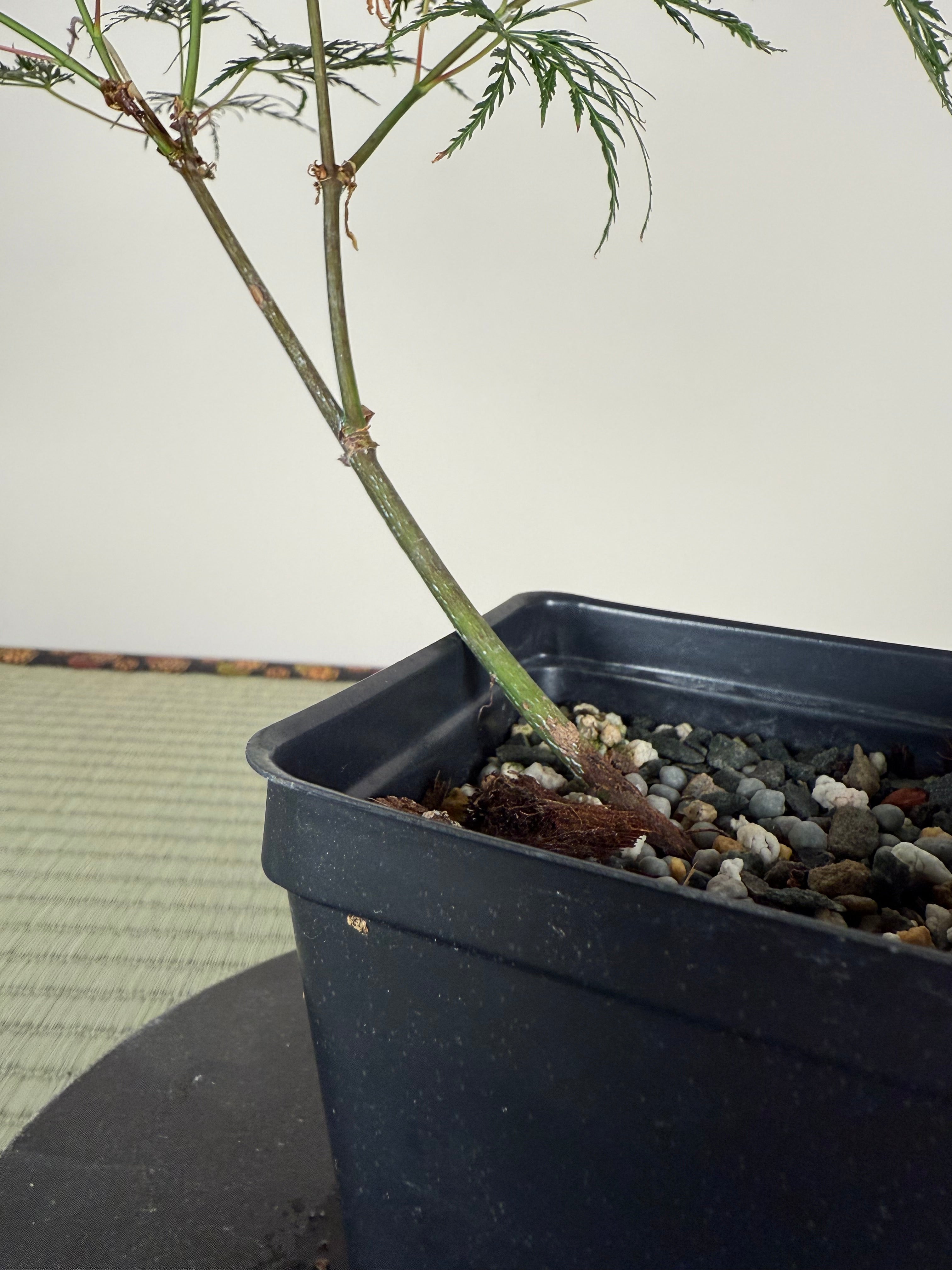 JAPANESE MAPLE (Laceleaf Variety)