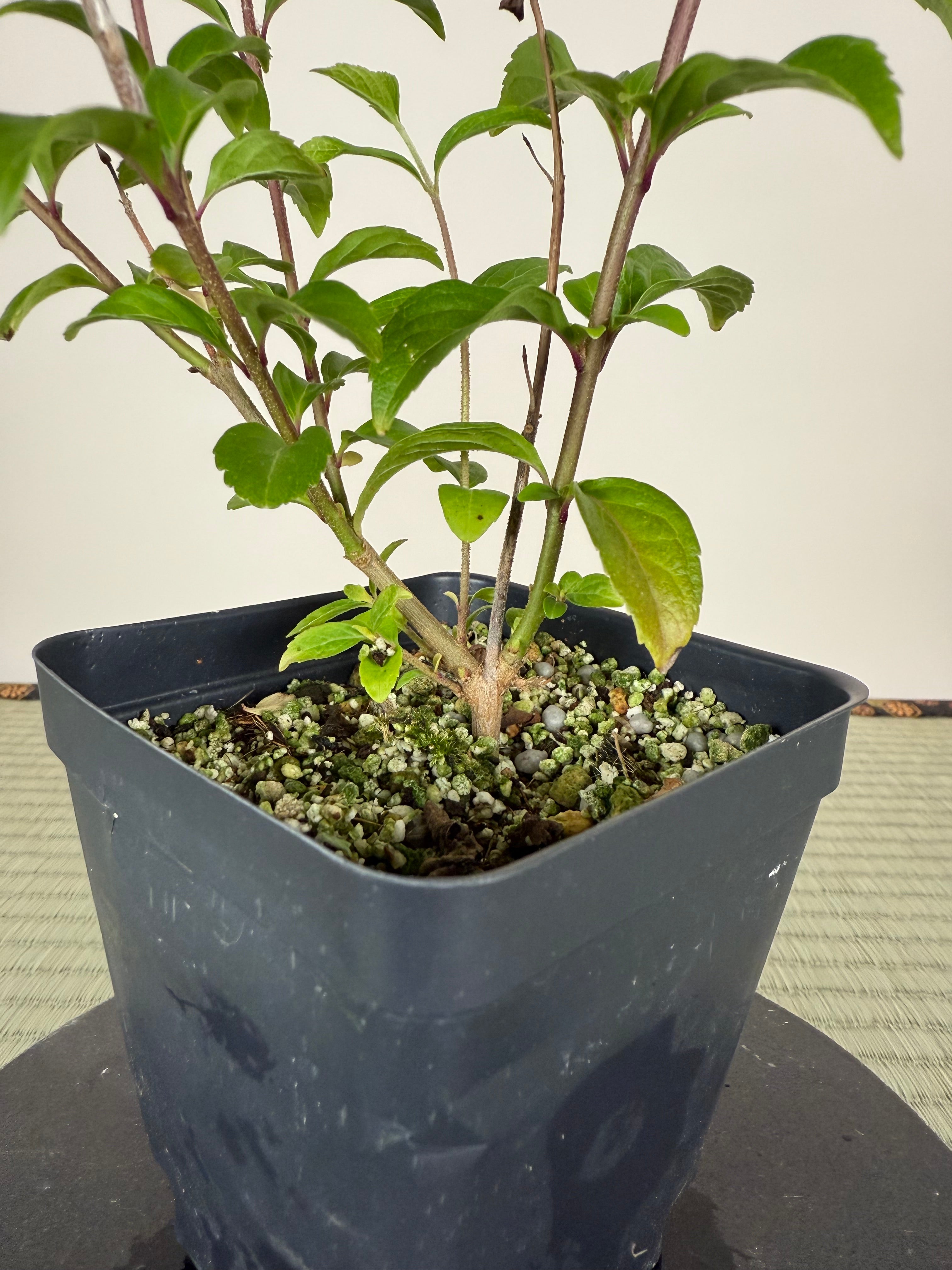 JAPANESE BEAUTYBERRY (Purple Berries)