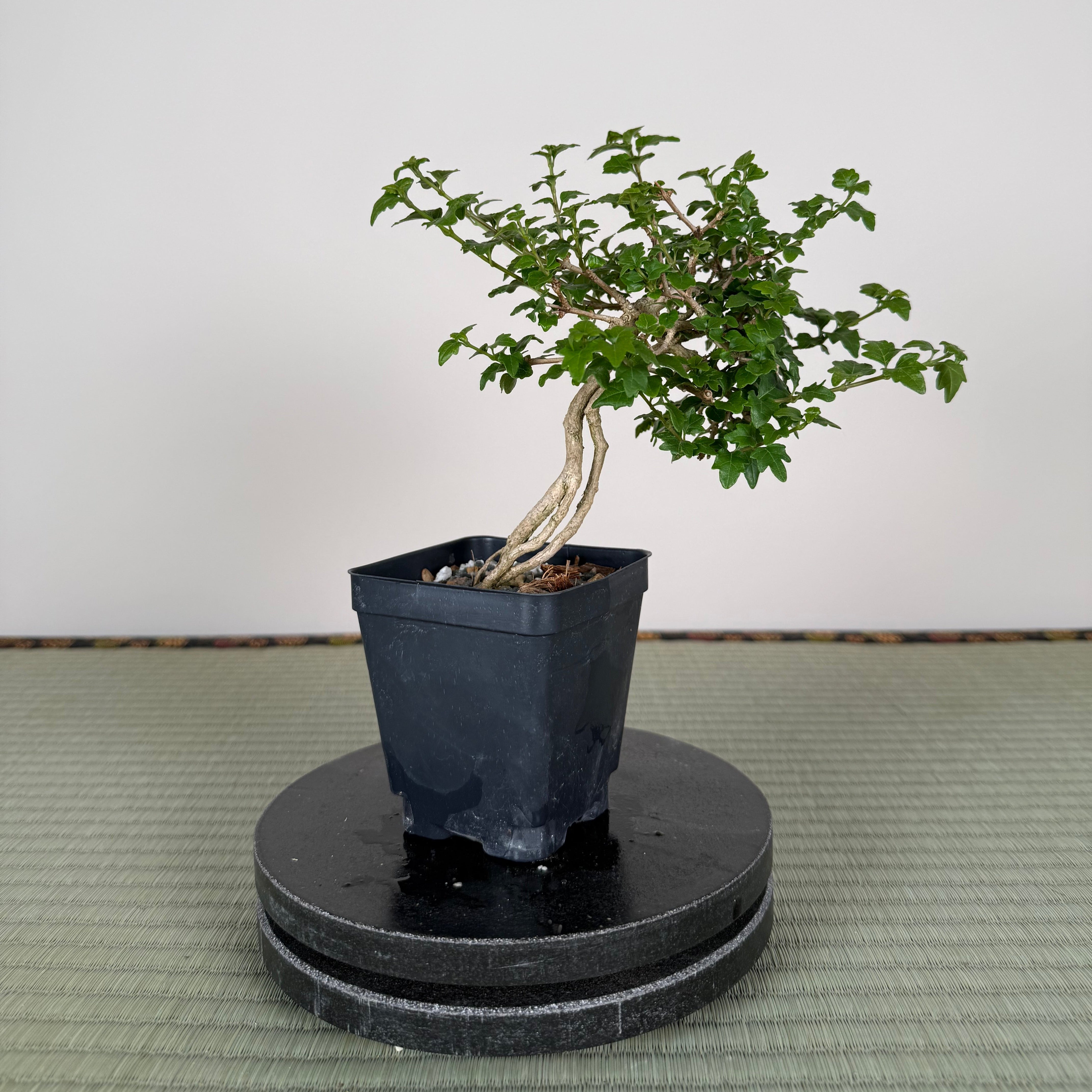 MUSK MAPLE