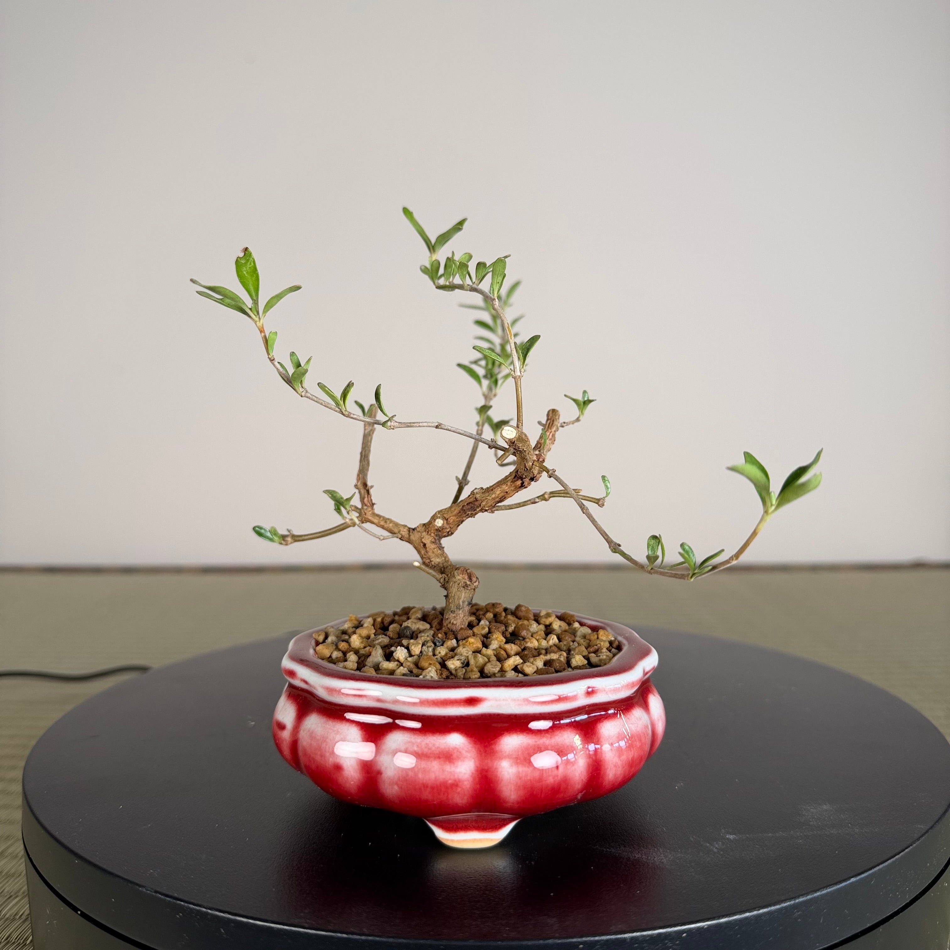 BOSSE DE MIROIR