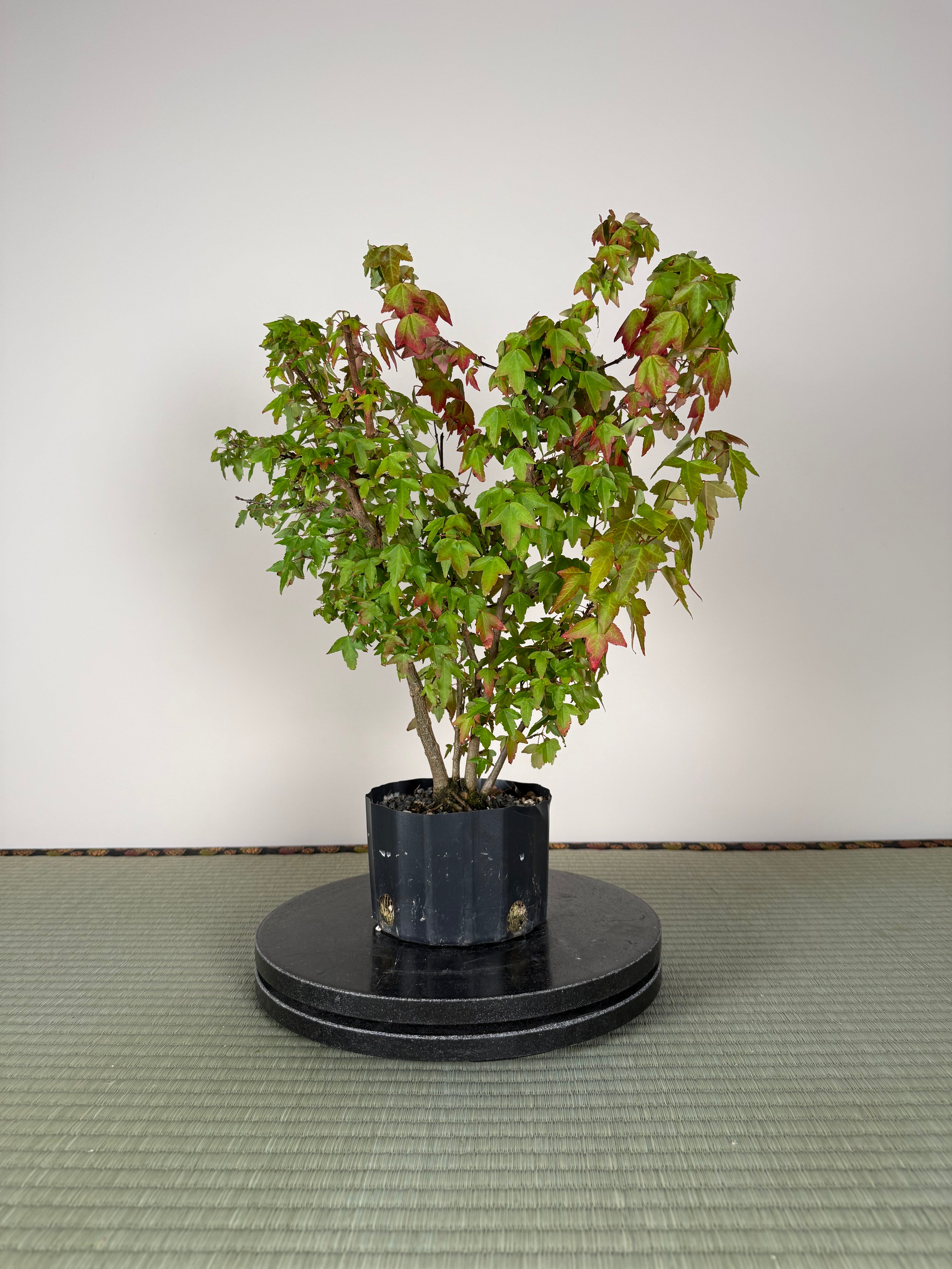 Acer buergerianum 'Fuyo-en' (Clump)