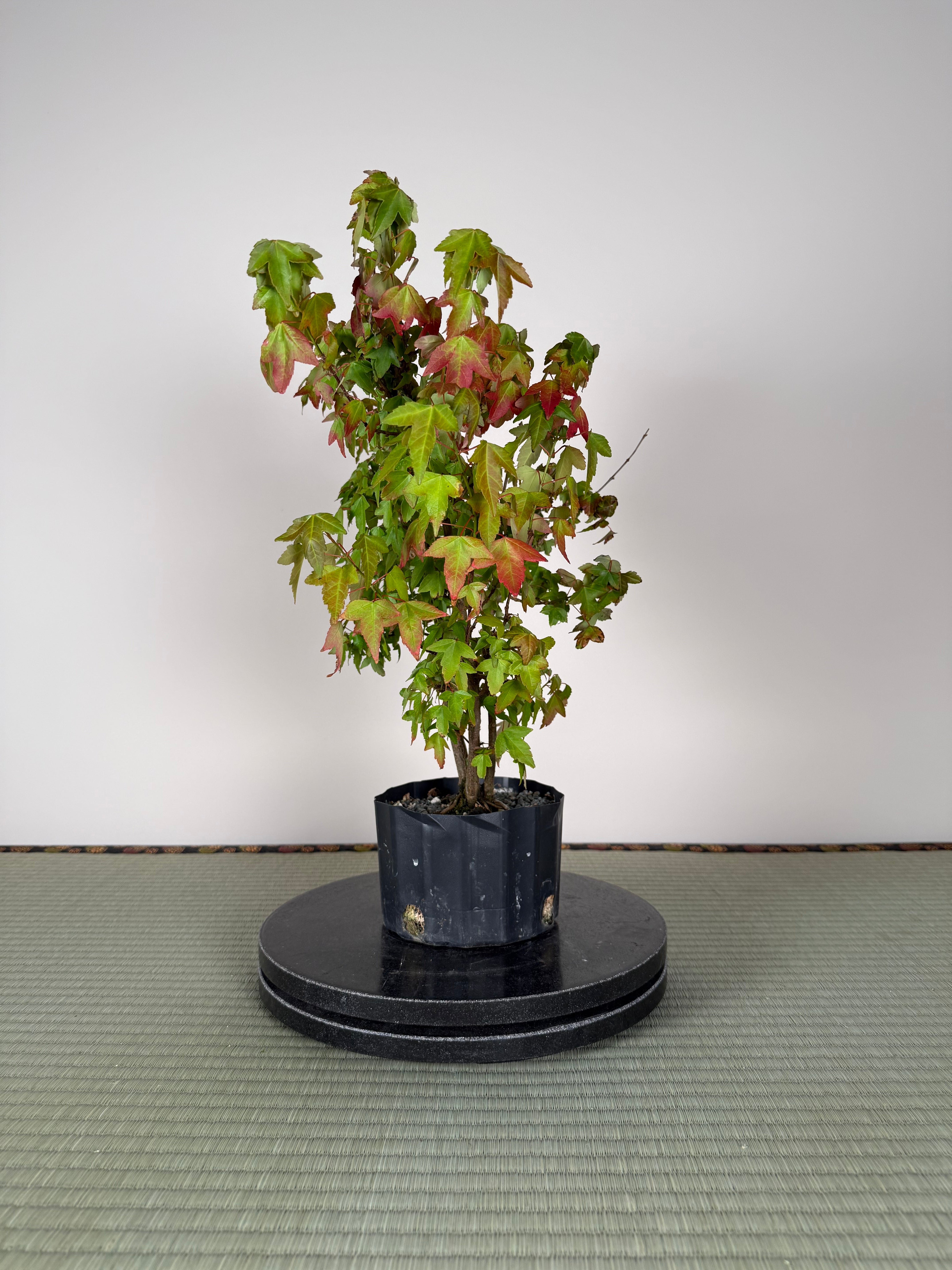 Acer buergerianum 'Fuyo-en' (Clump)