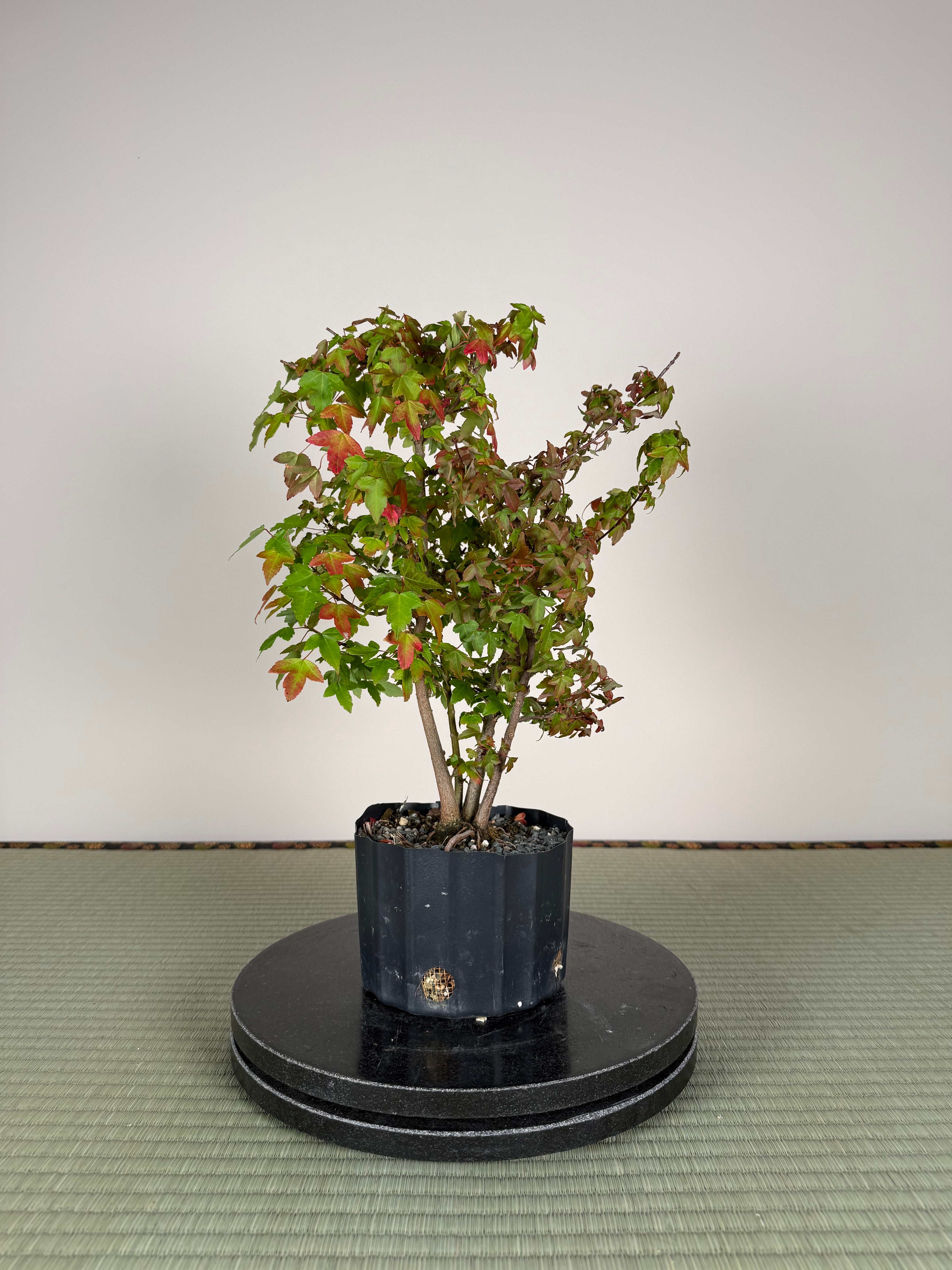 Acer buergerianum 'Fuyo-en' (Clump)