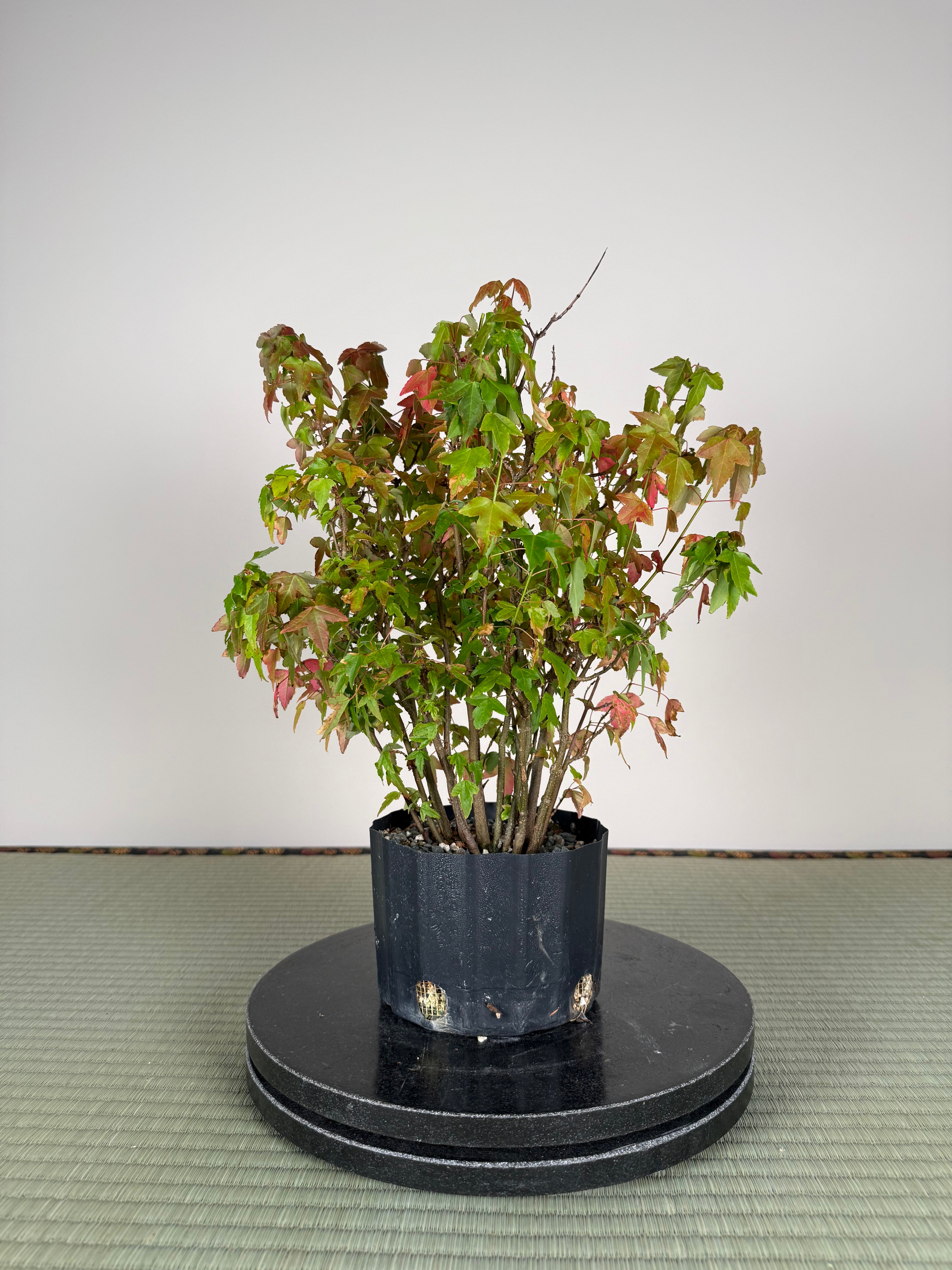 Acer buergerianum 'Fuyo-en' (Clump)