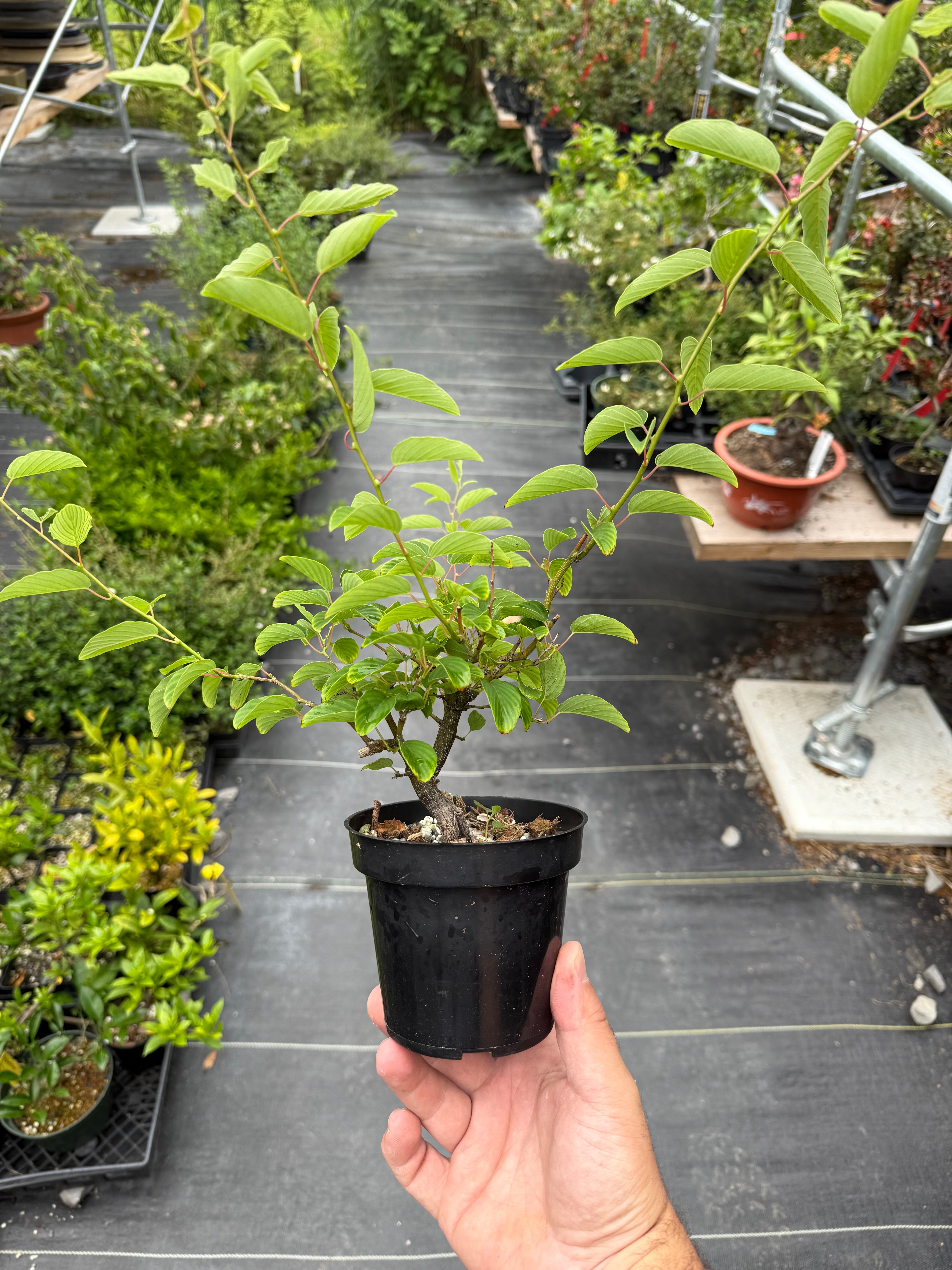 Berchemia racemosa