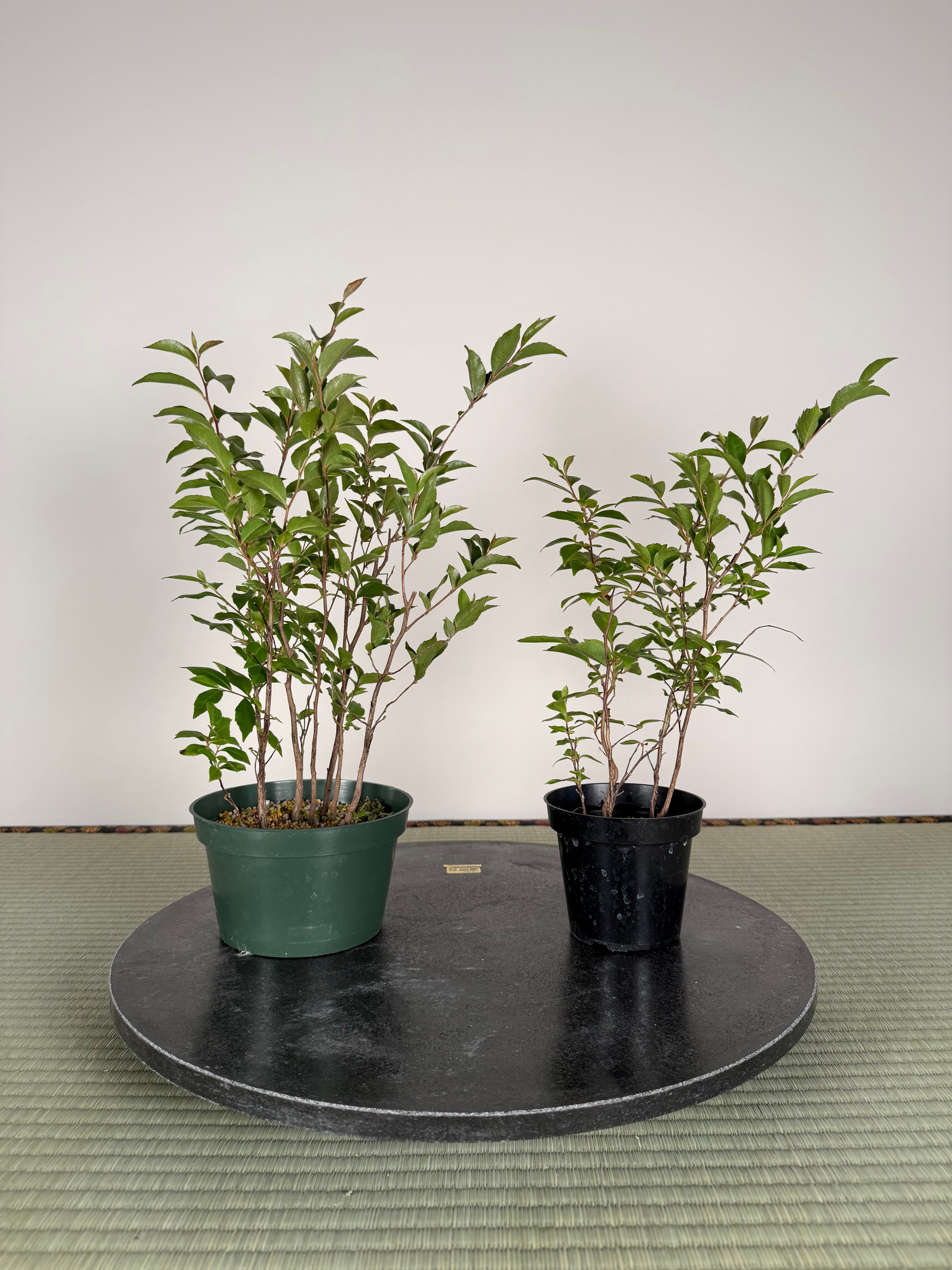 Stewartia monadelpha