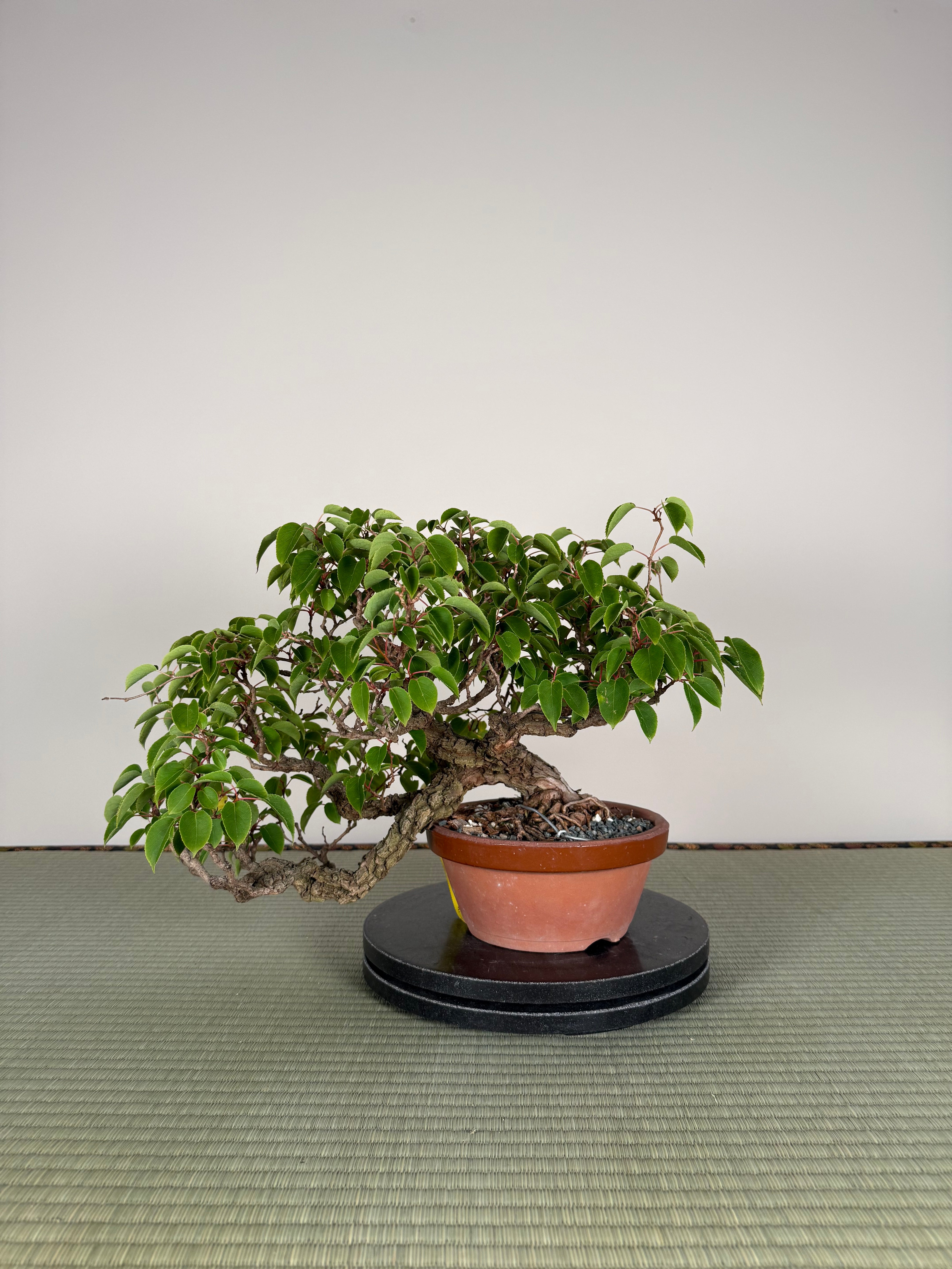 Actinidia arguta