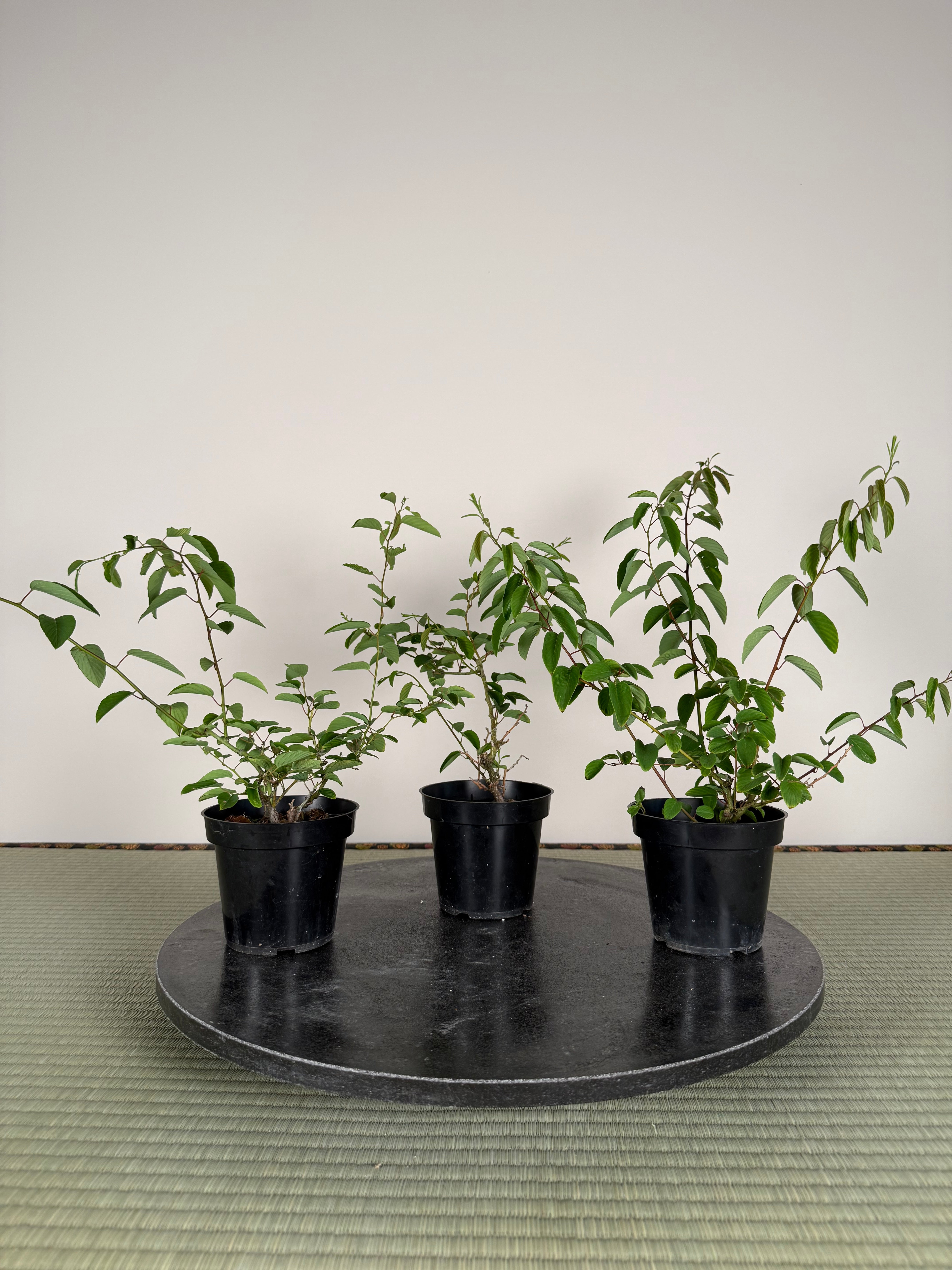 Berchemia racemosa (cuttings)