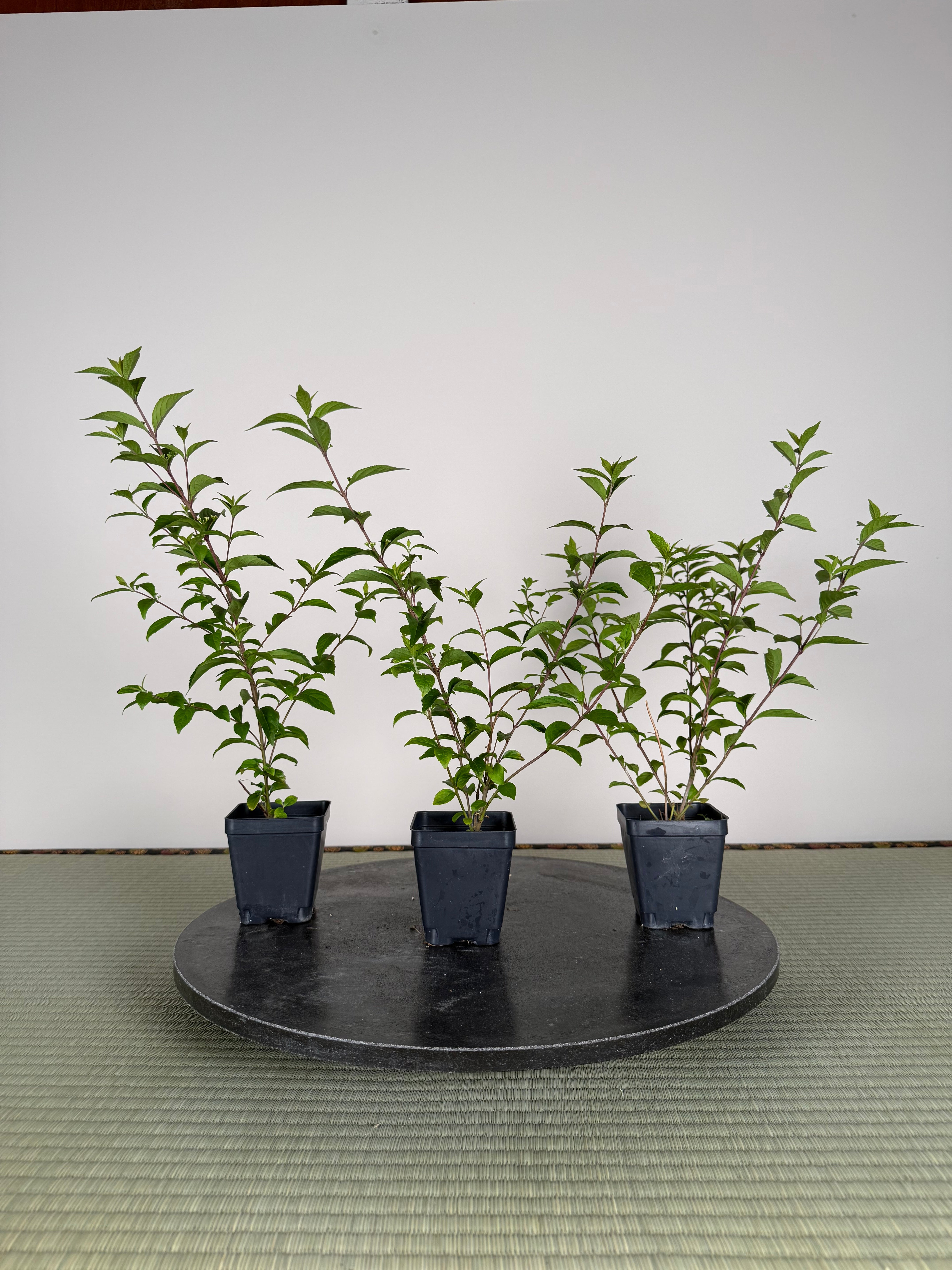 Callicarpa japonica (purple)