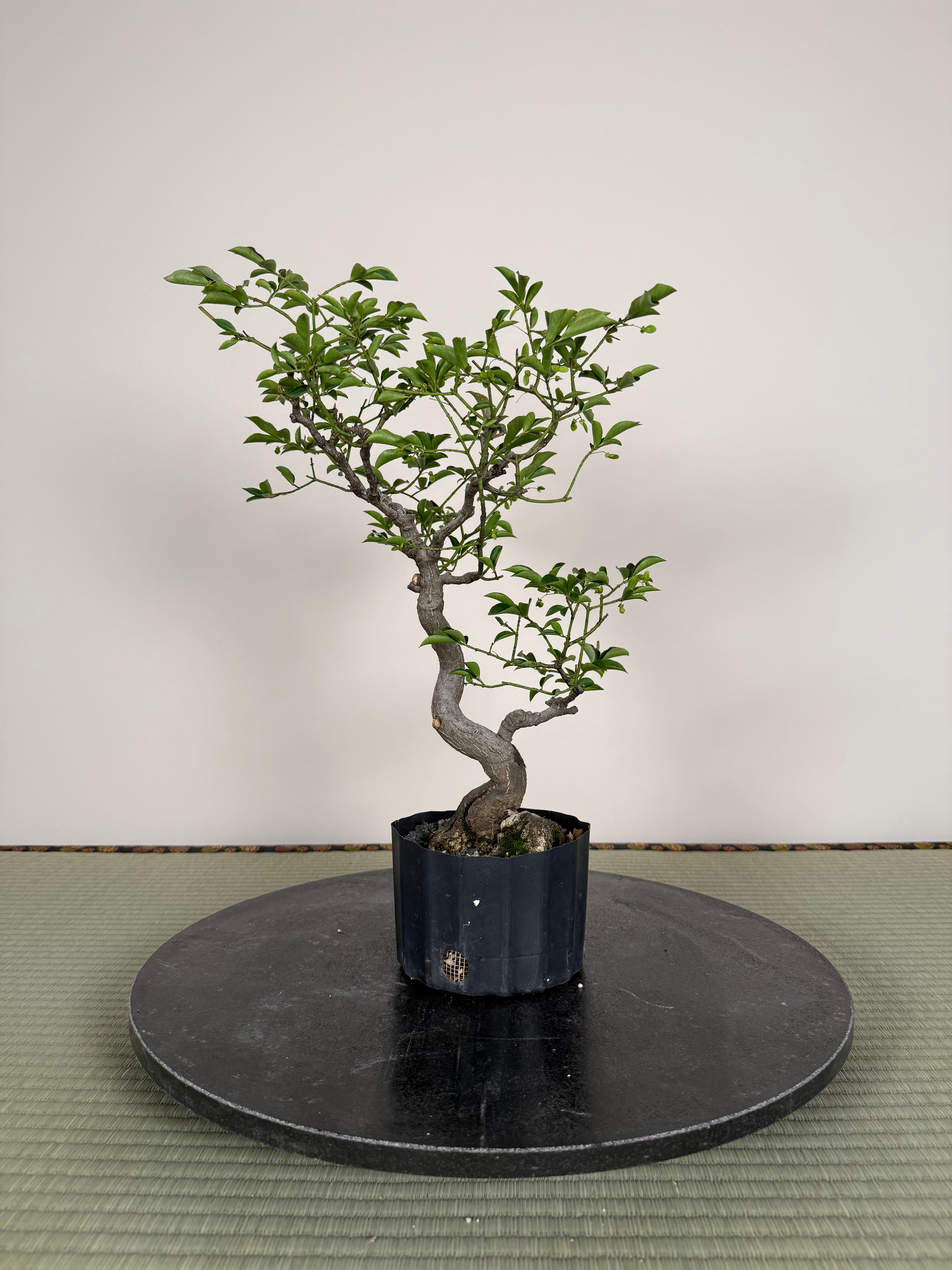 Euonymus