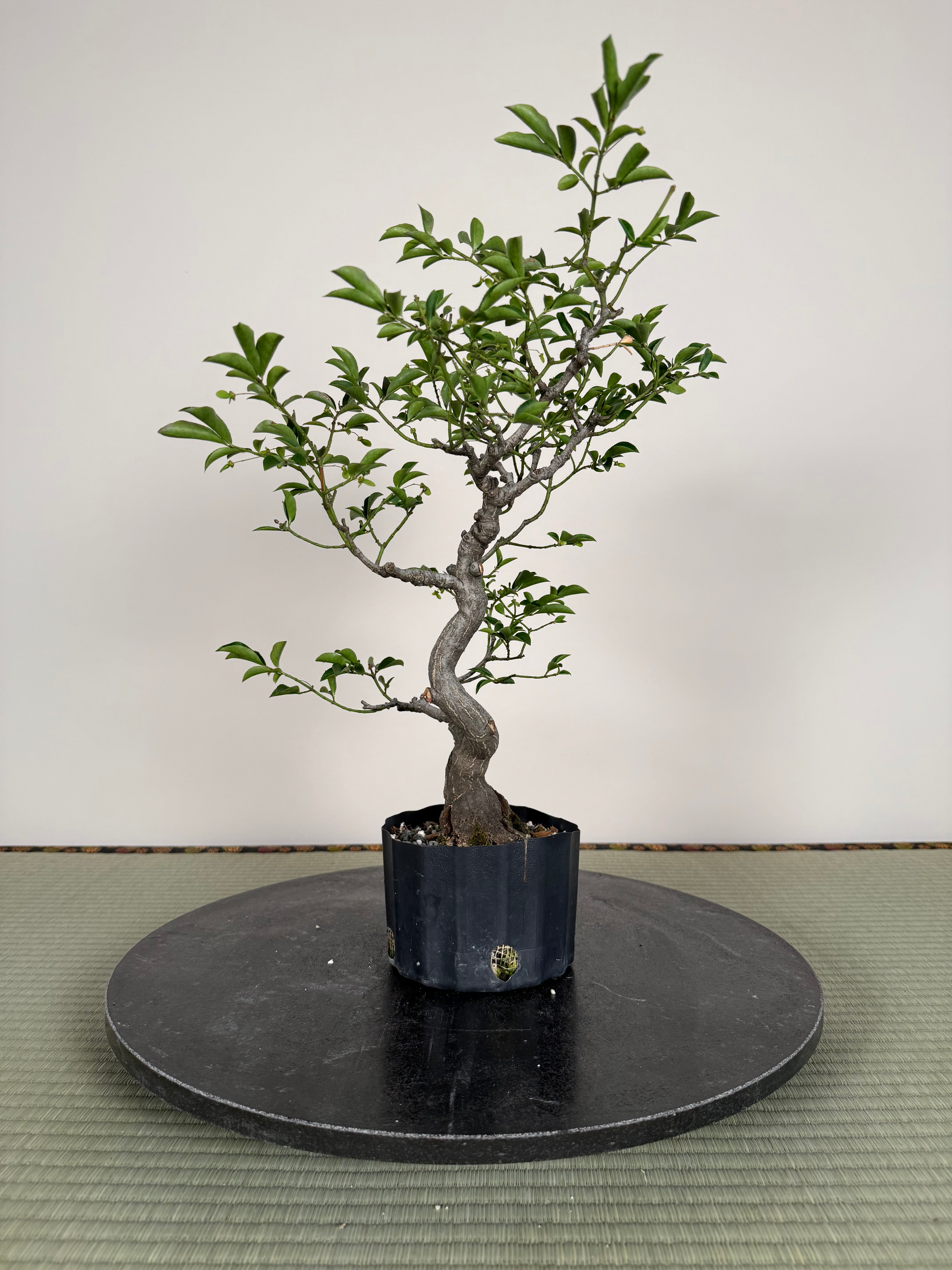 Euonymus
