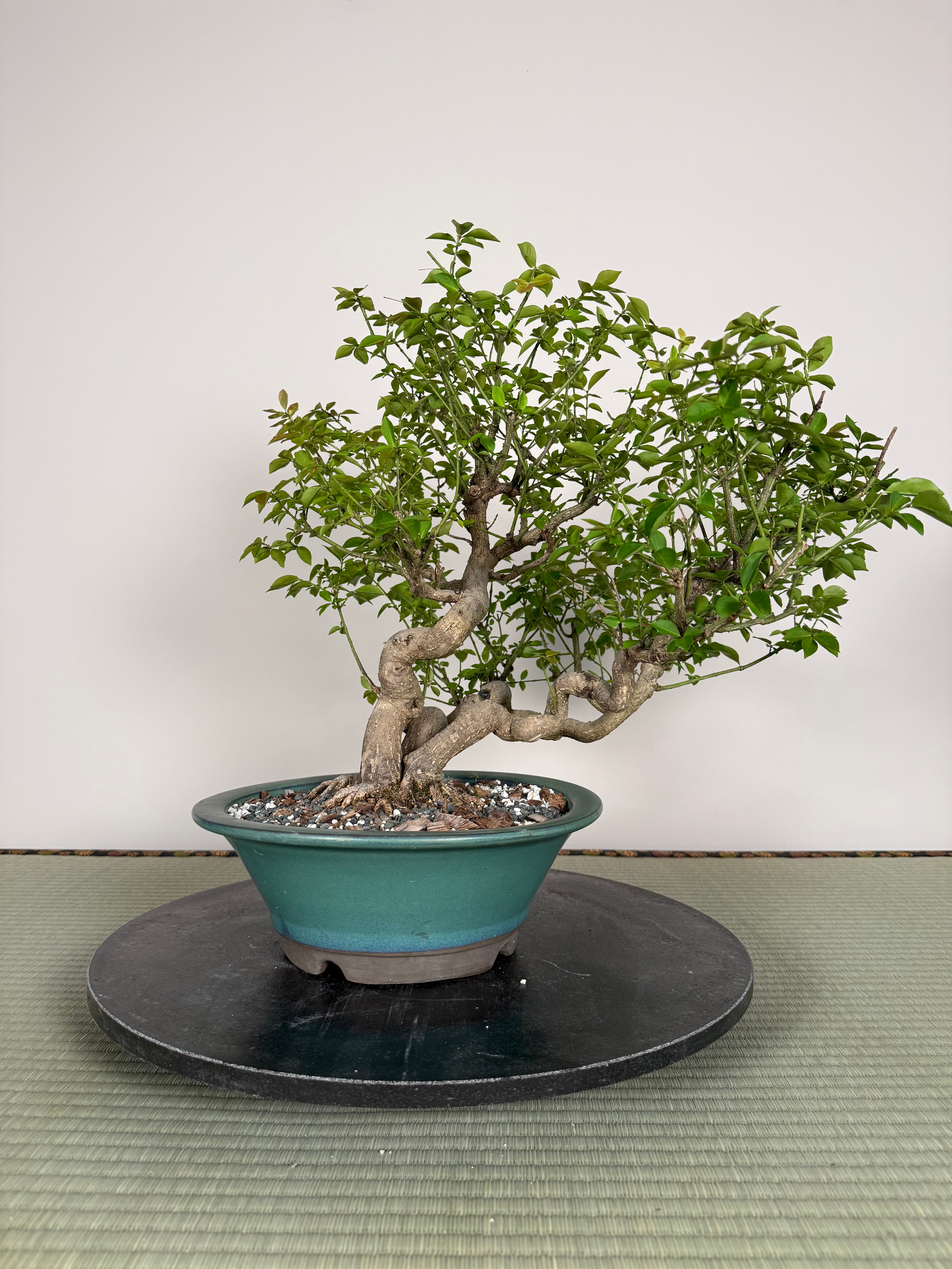 Euonymus