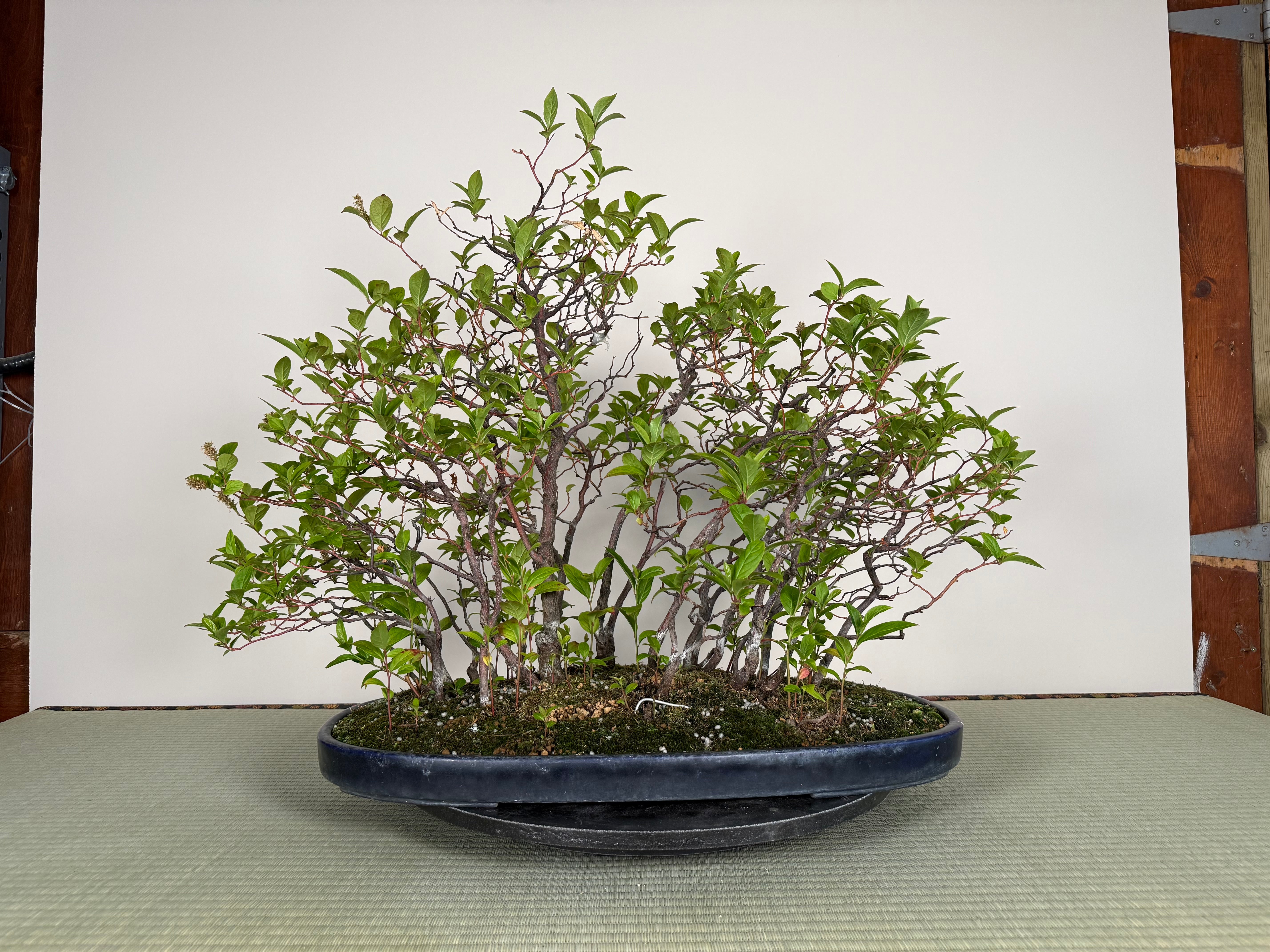 Itea japonica