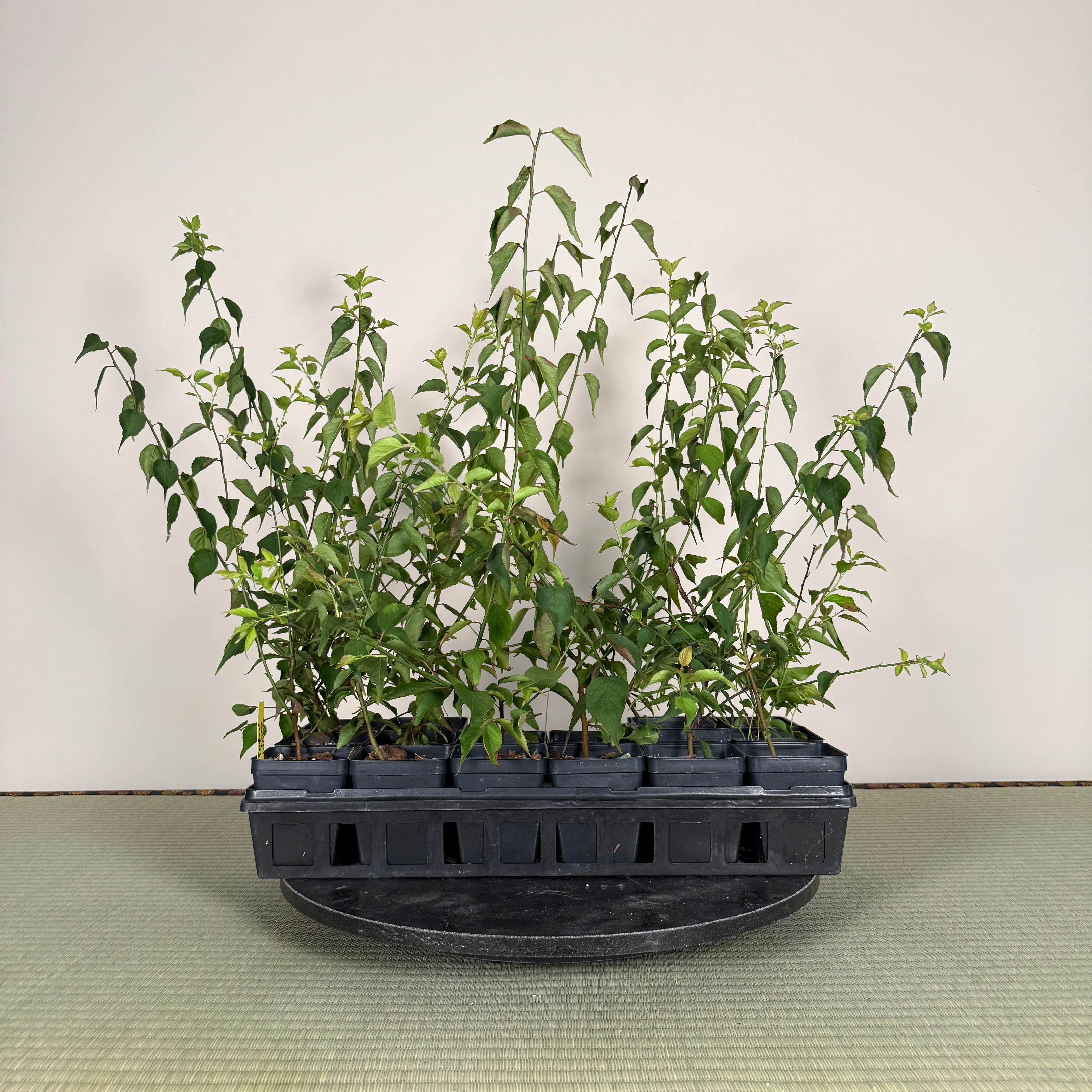 Prunus mume (Rootstock)