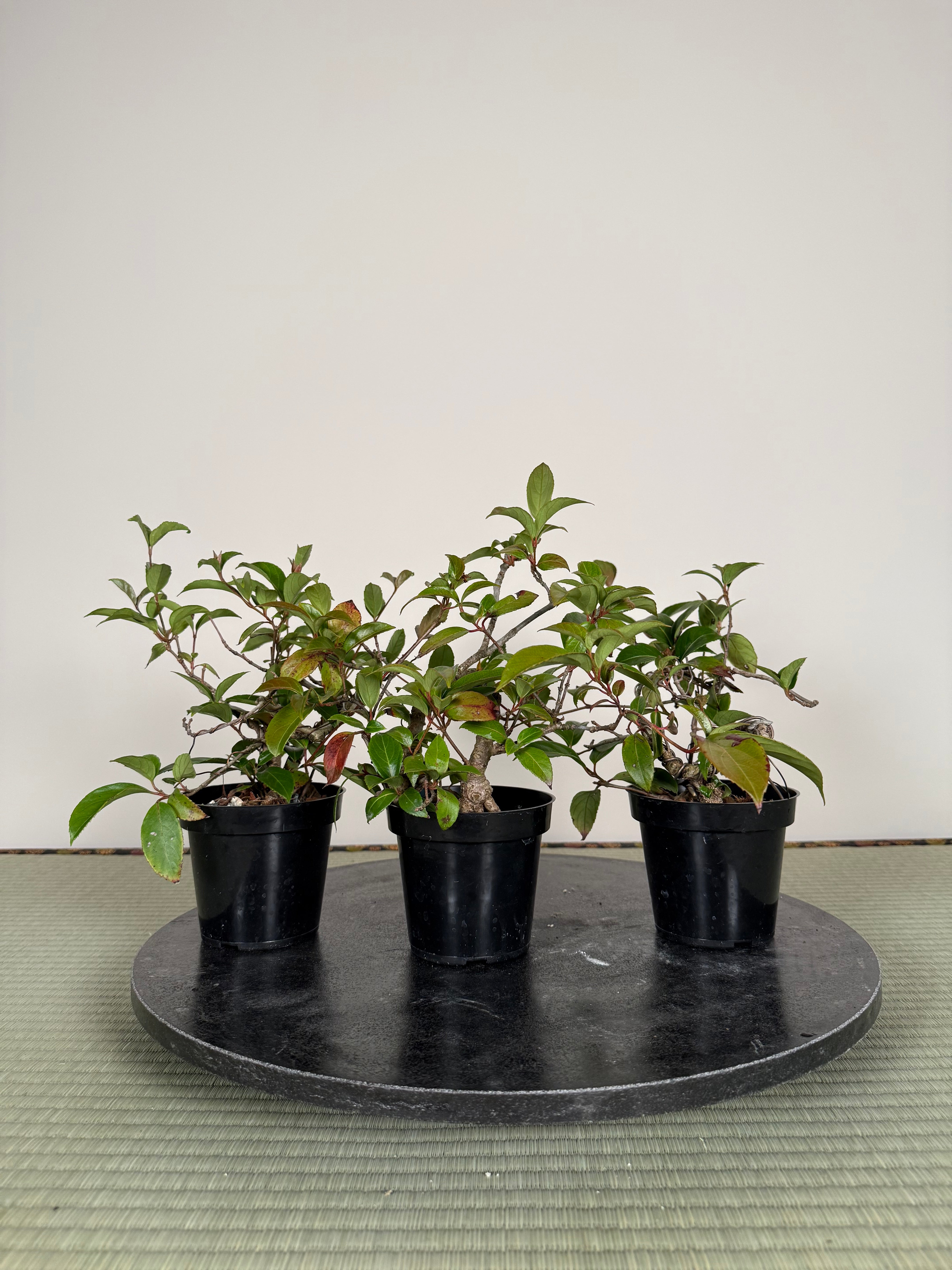 Kadsura japonica