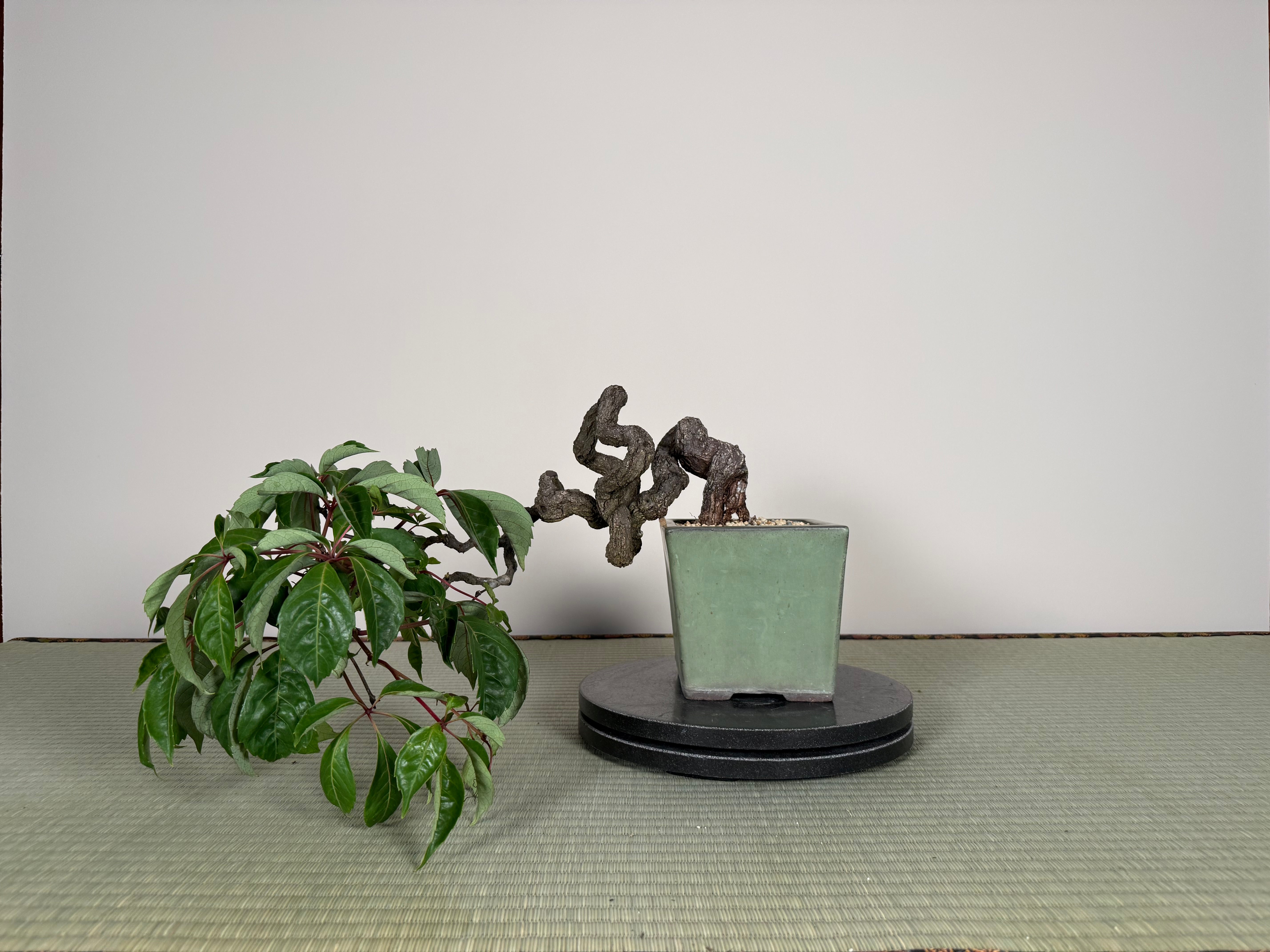 Parthenocissus quinquefolia (Antique pot)