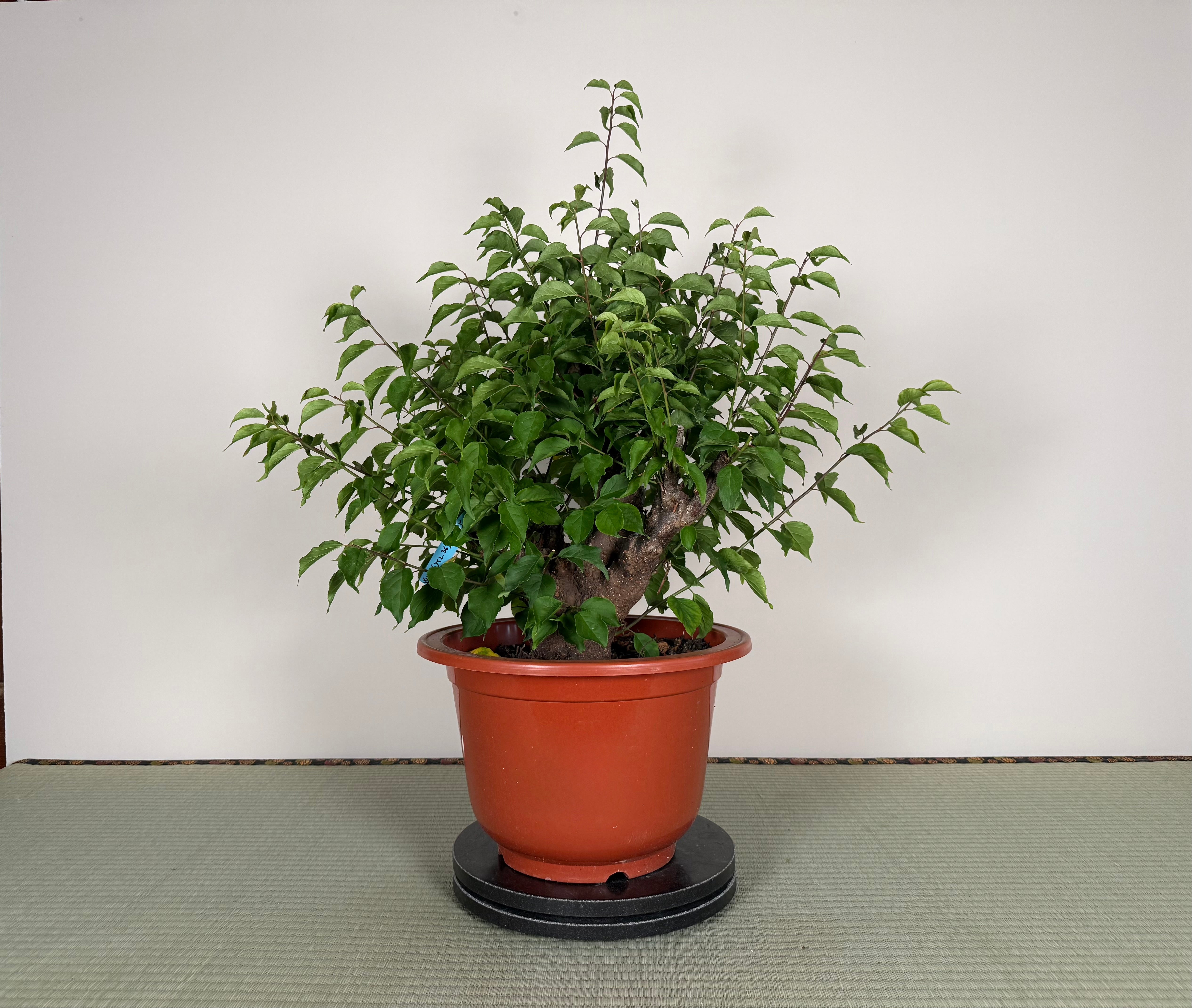 Prunus mume 'Gǔ lǐ hóng'