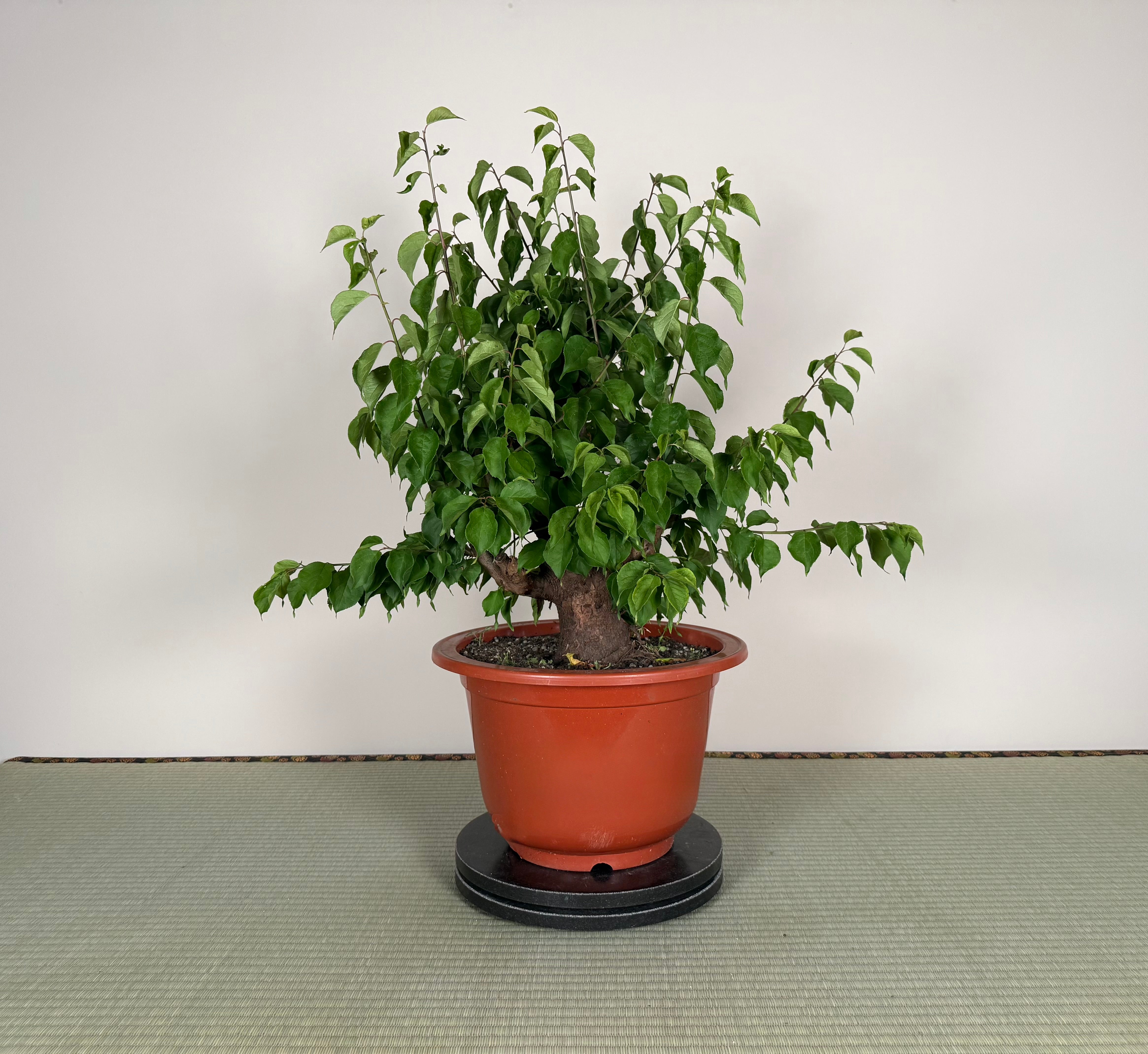 Prunus mume 'Gǔ lǐ hóng'