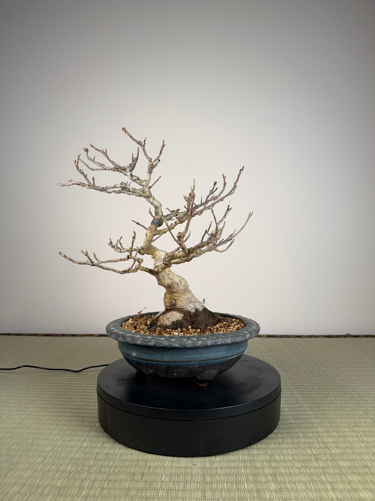 Magnolia