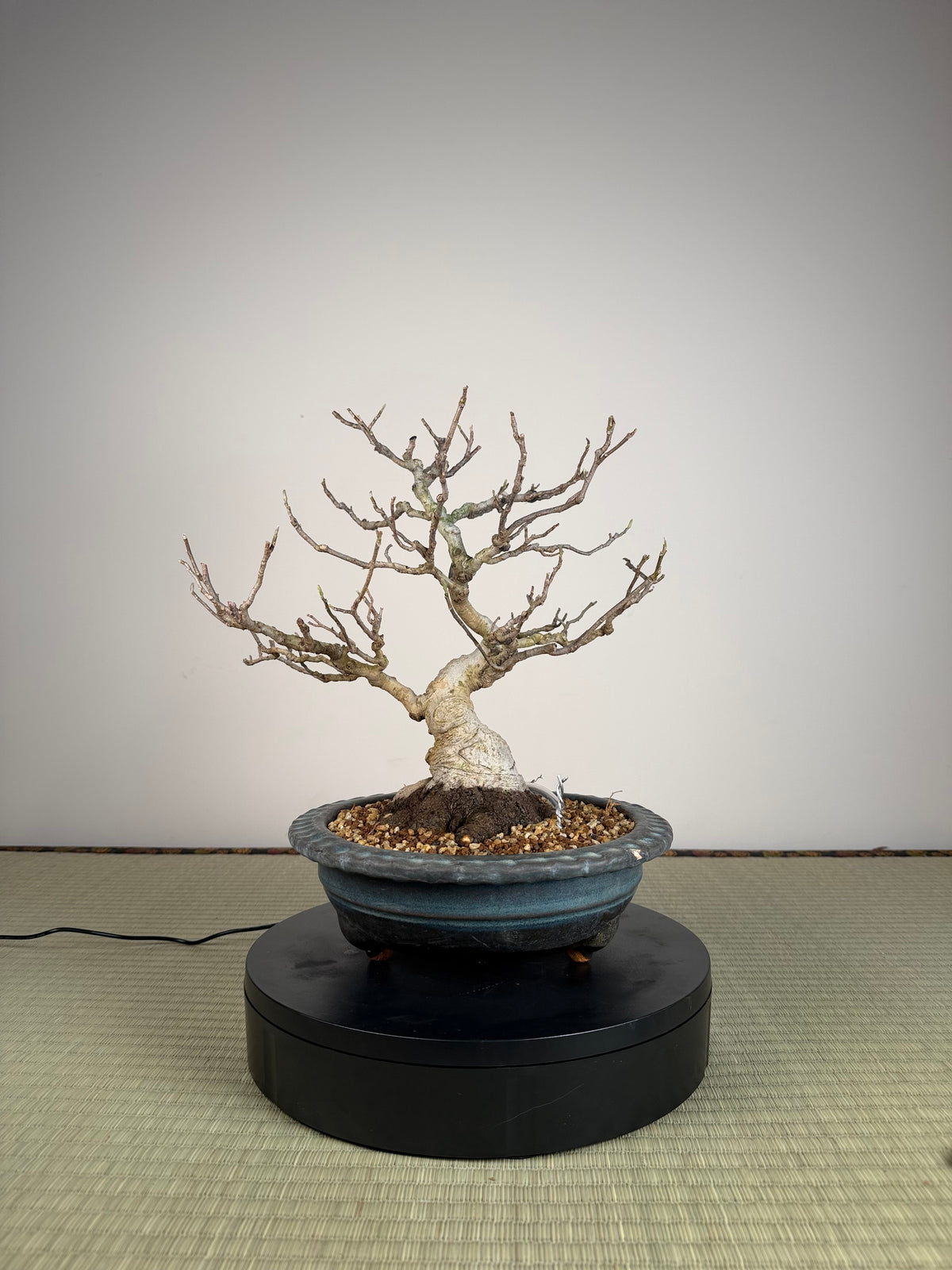 Magnolia