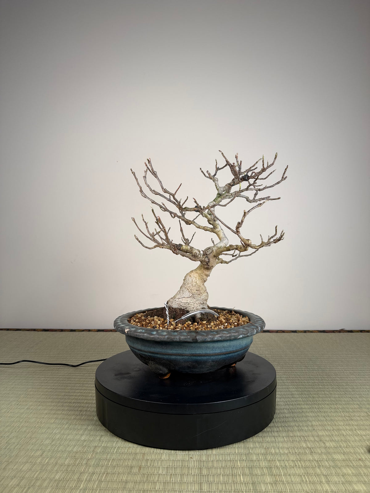 Magnolia