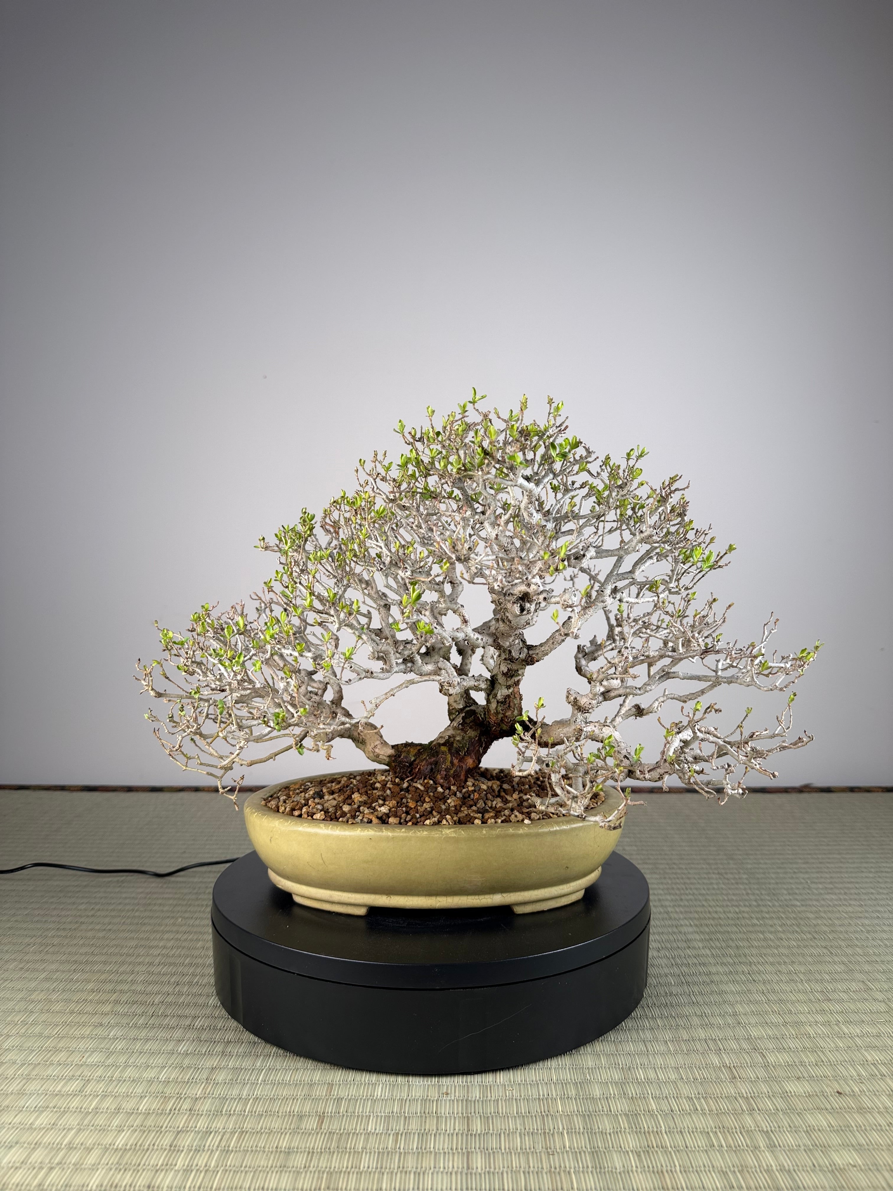 Ligustrum