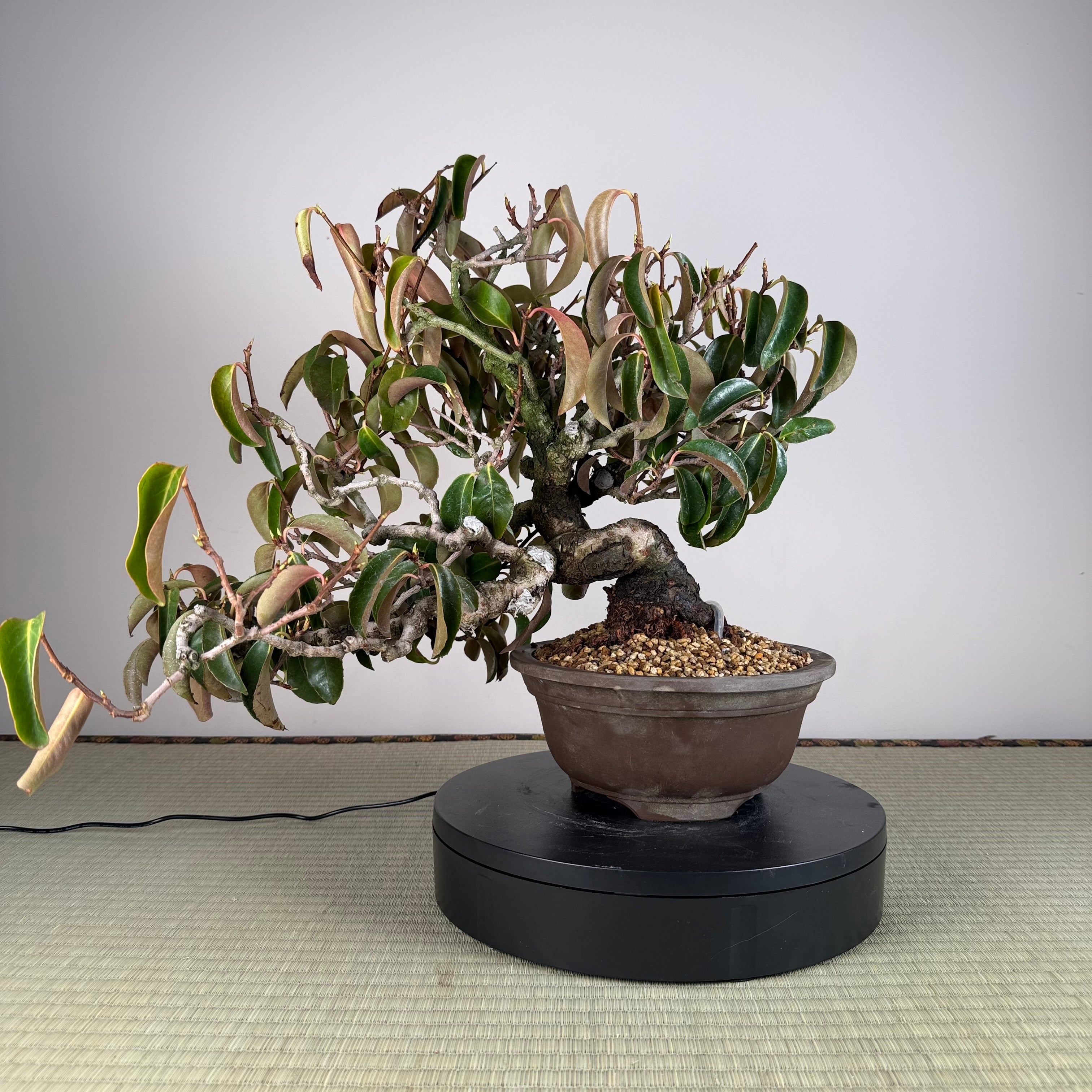 Kadsura japonica