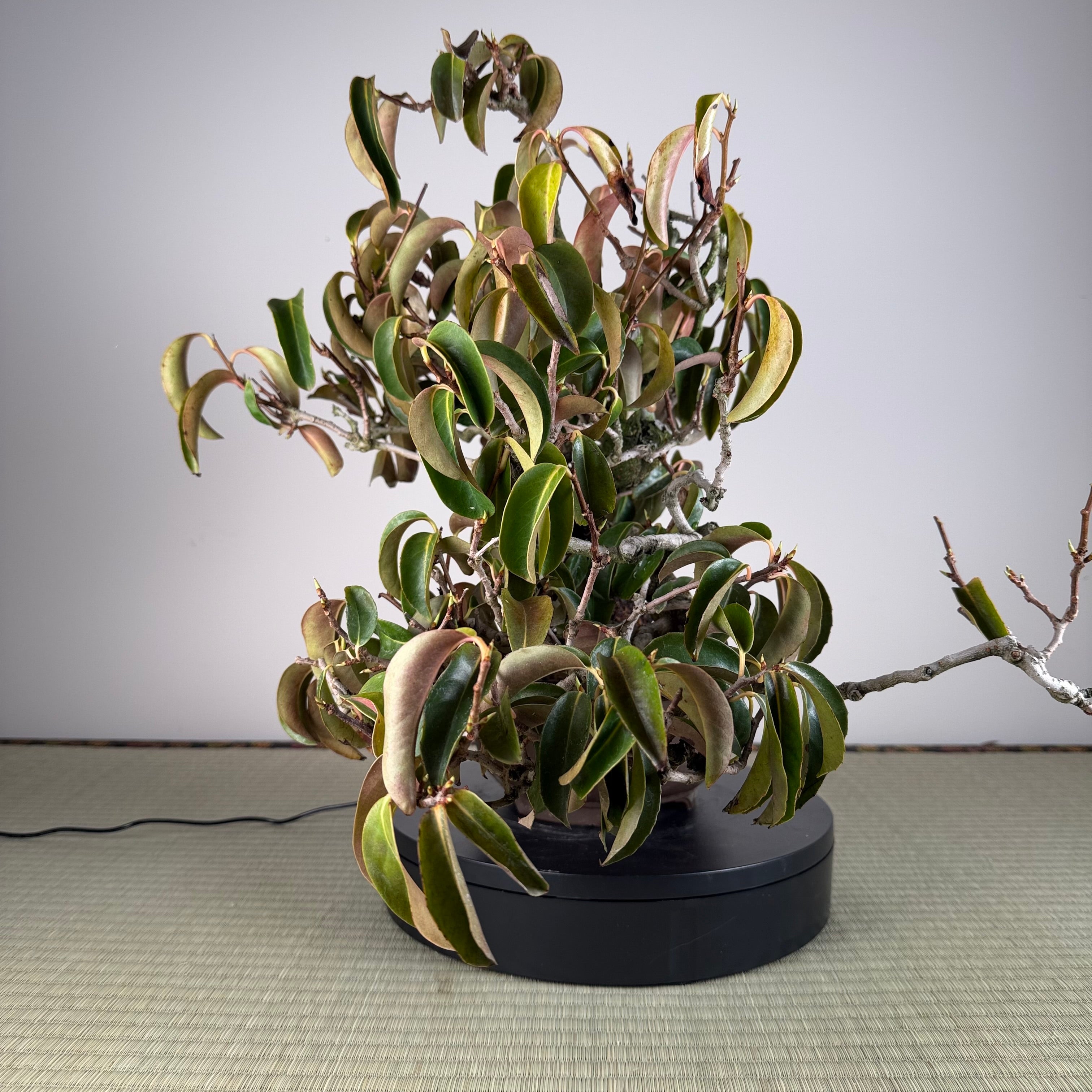 Kadsura japonica