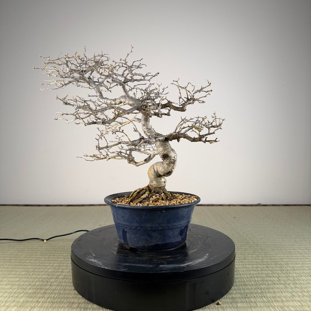Ligustrum