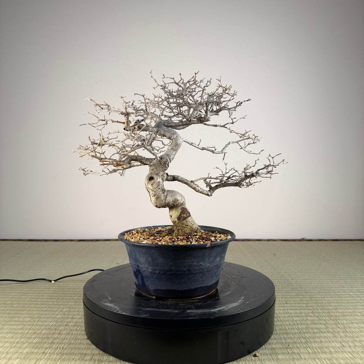 Ligustrum