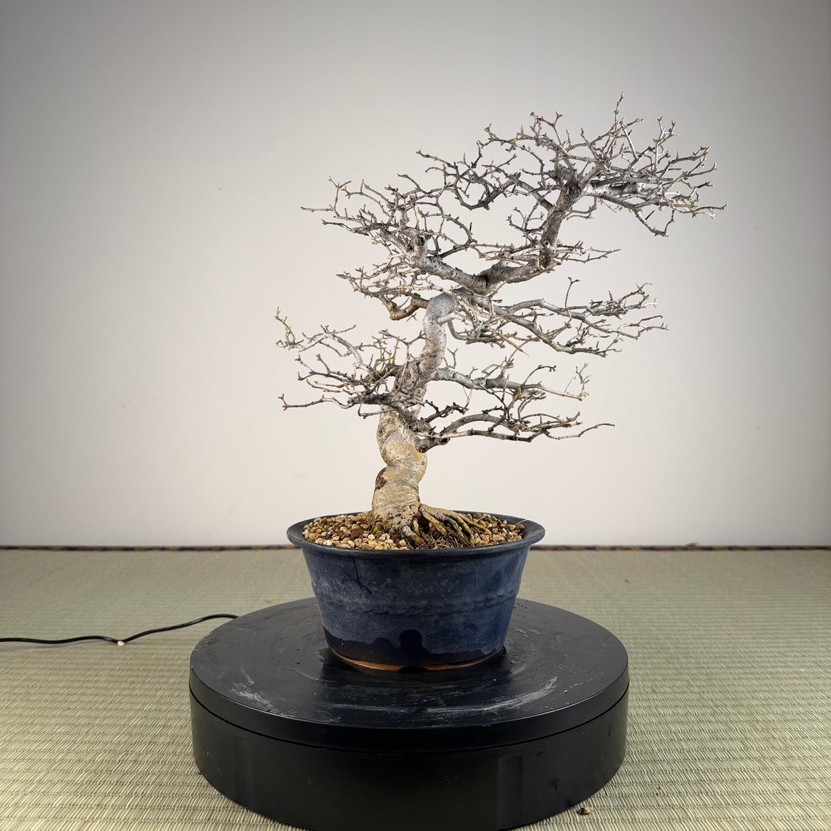 Ligustrum