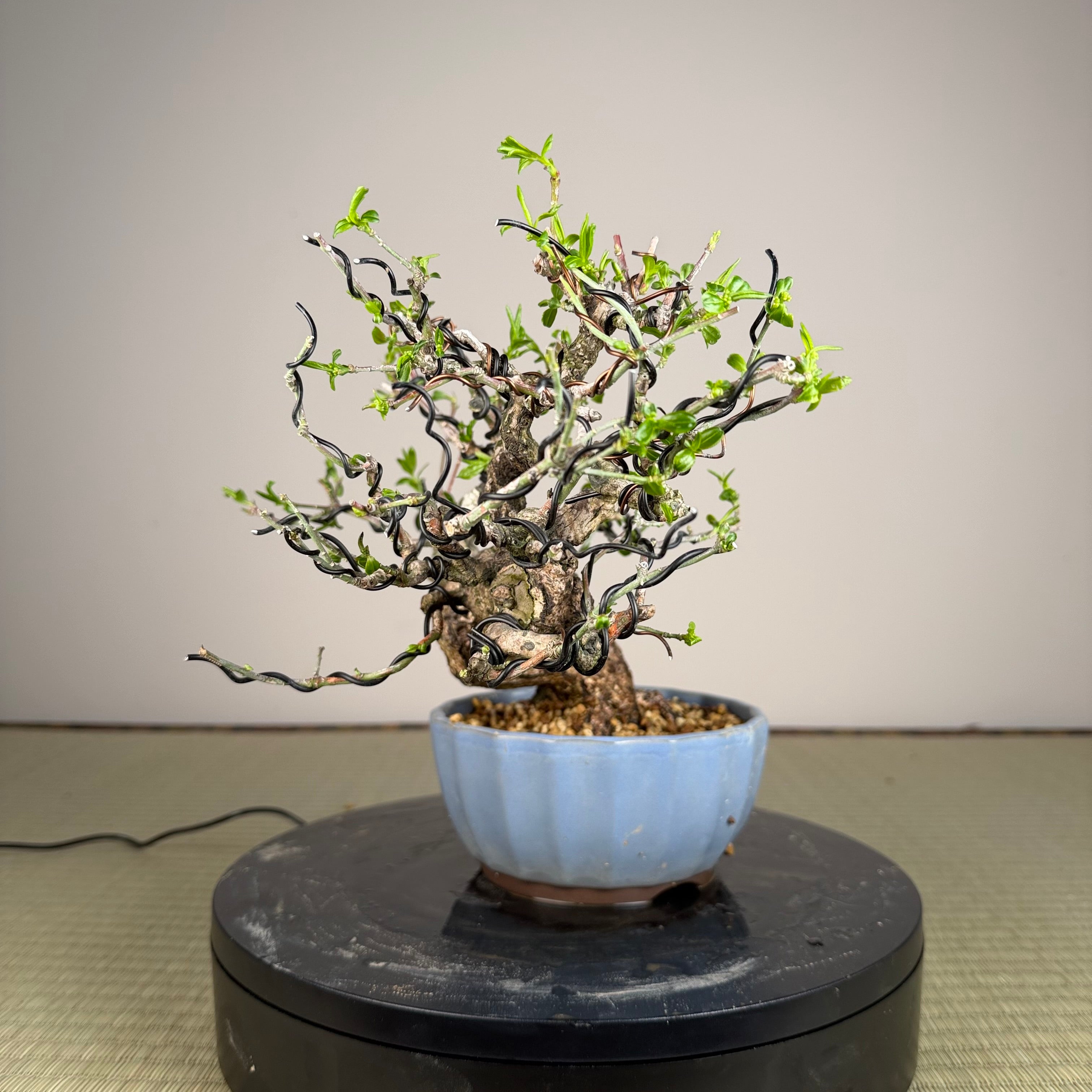 Euonymus