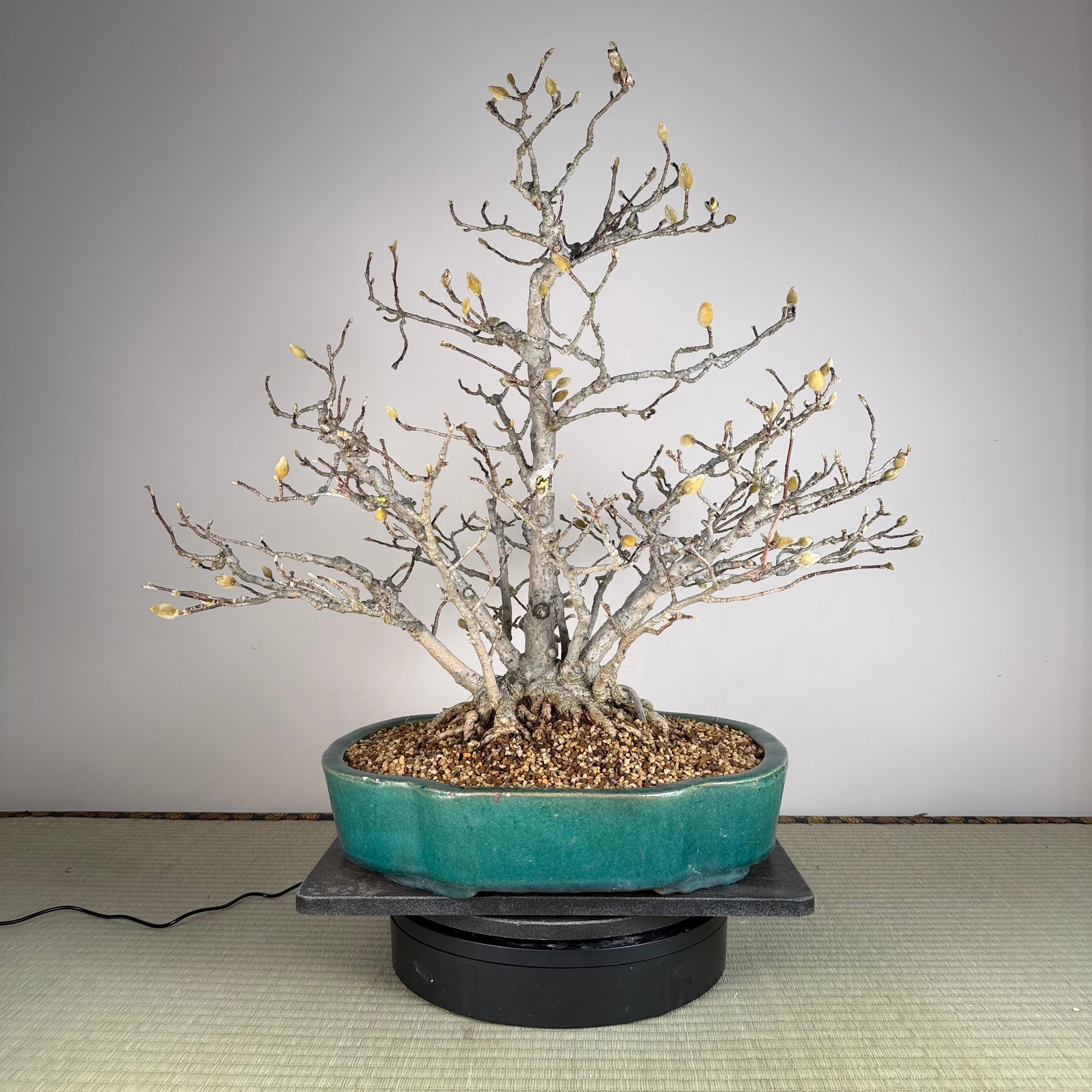 Magnolia kobus