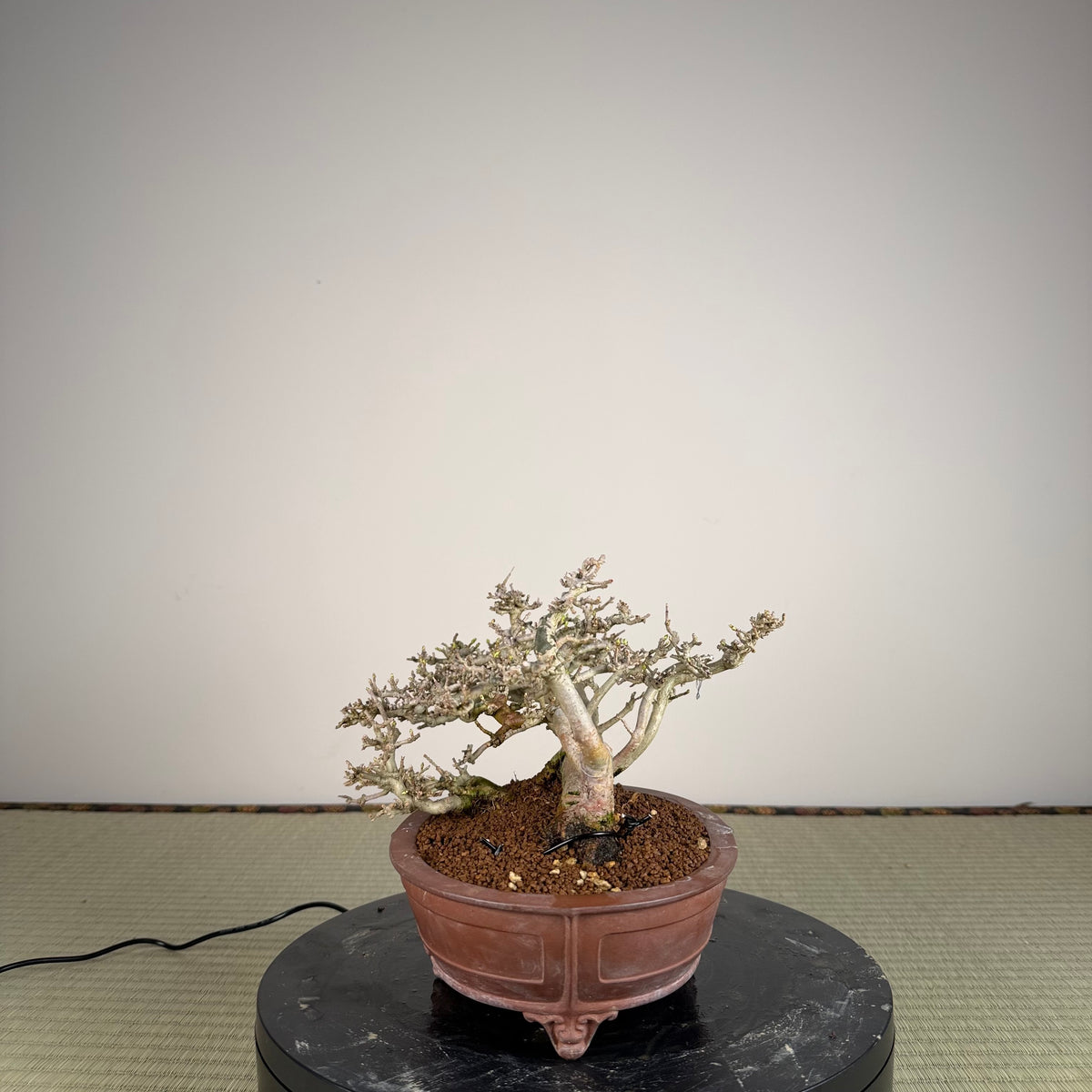Ligustrum