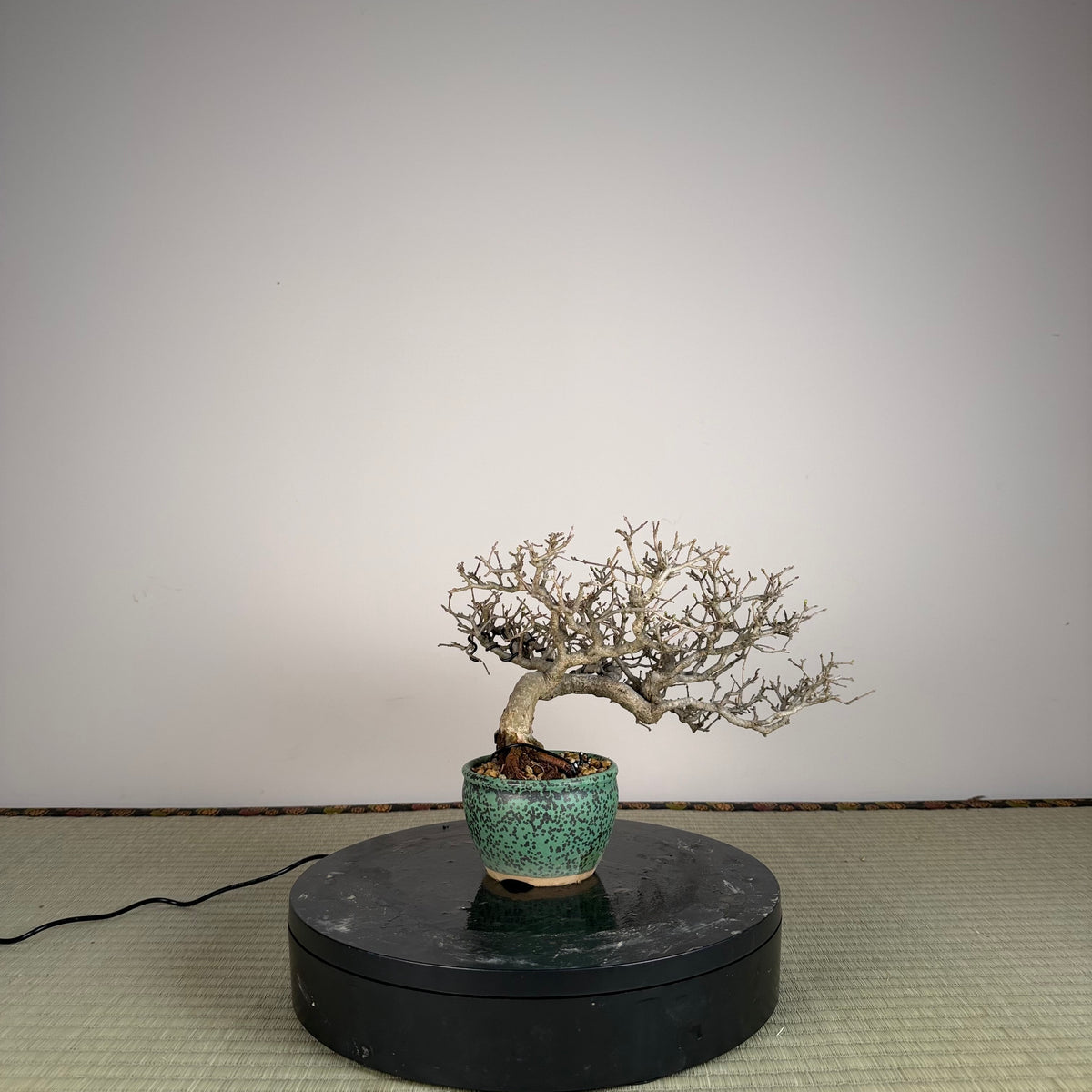 Ligustrum