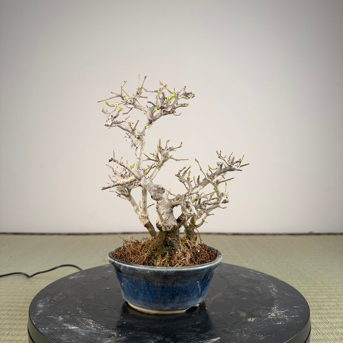Ligustrum