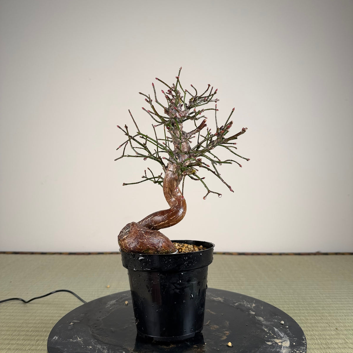 Euonymus